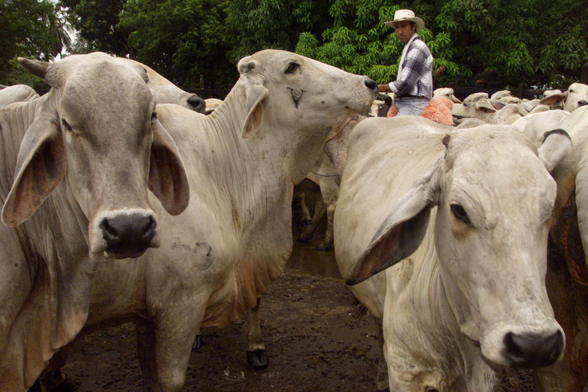 A cows group are carried by a farmer in La Dorada, Colombia.