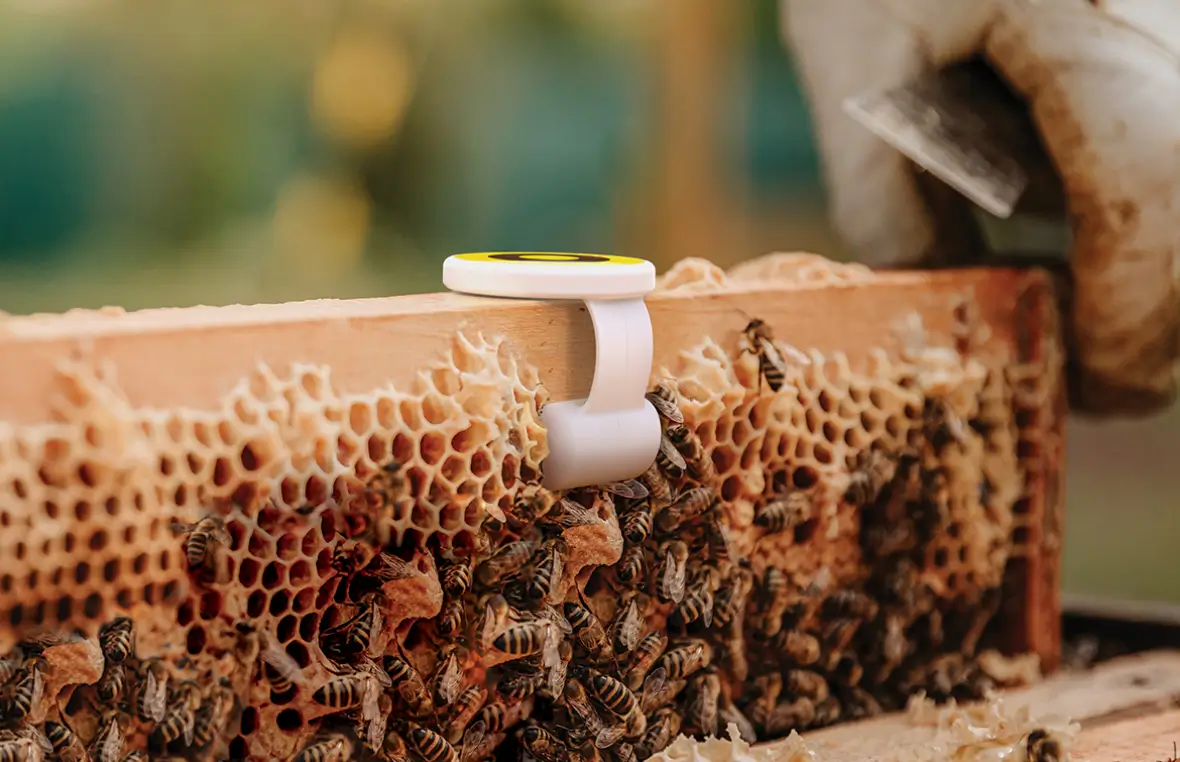 Un sensor dentro de una colmena que utiliza IA para optimizar la polinización.