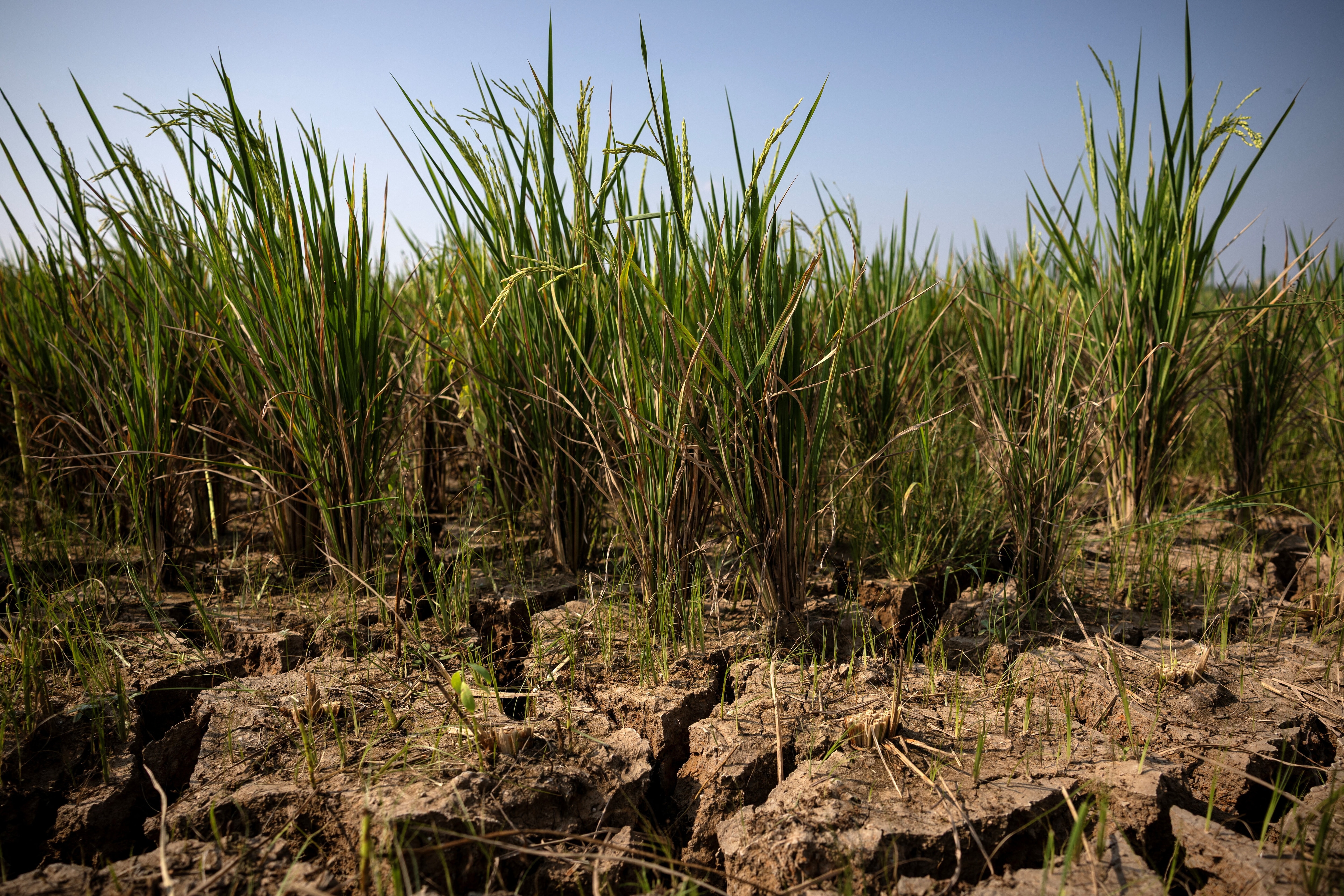 Cracks appear on a paddy field in a drought-hit area during the dry season, amid forecasts that El Nino may contribute to drier-than-normal conditions, in Rido Galuh village, Bekasi regency, Indonesia.
