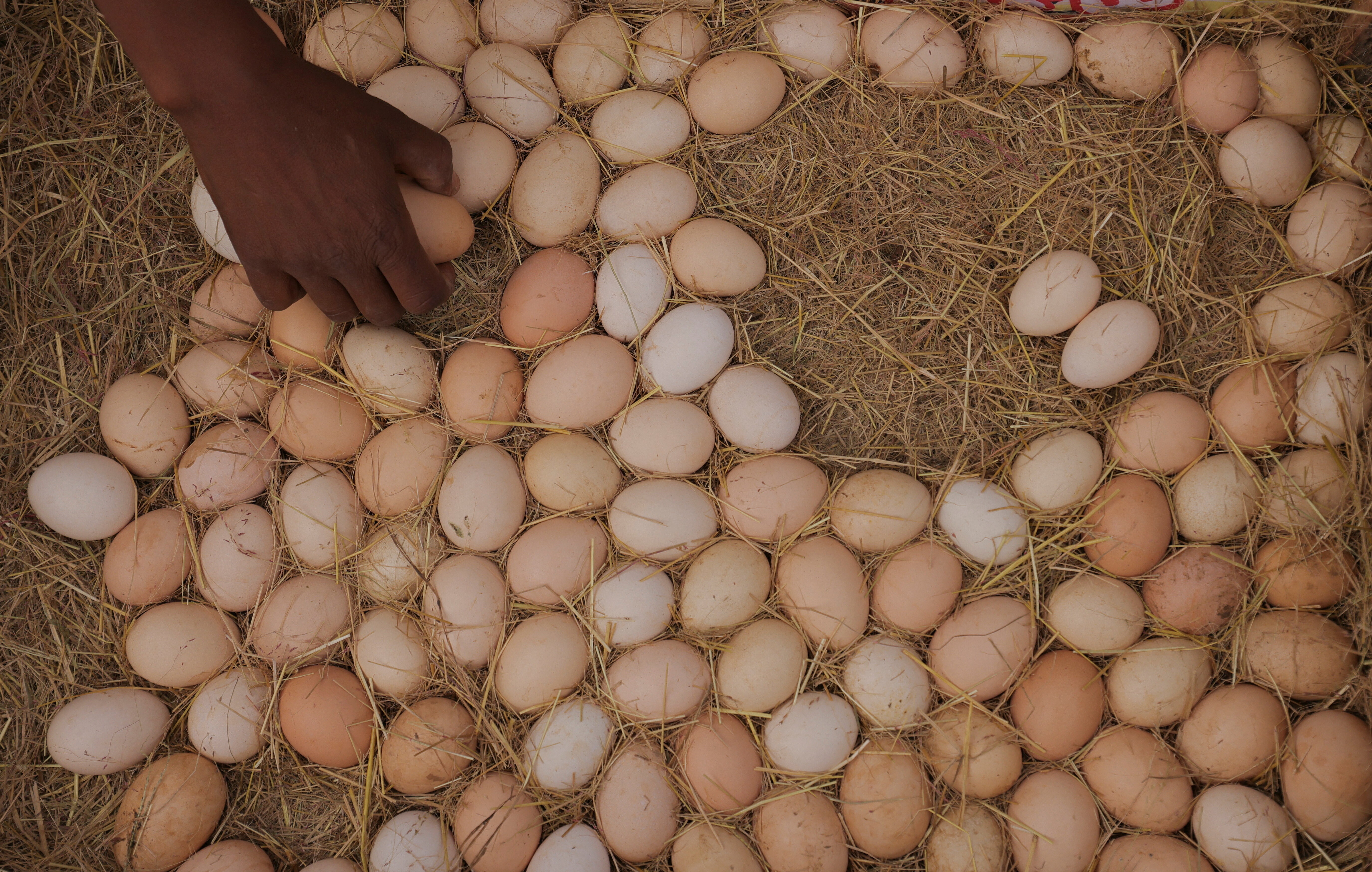 An egg vendor arranges eggs for sale at a poultry market in Addis Ababa, Ethiopia, July 23, 2025: Reducing the protein gap is the quickest lever to strengthen Africa’s food economy