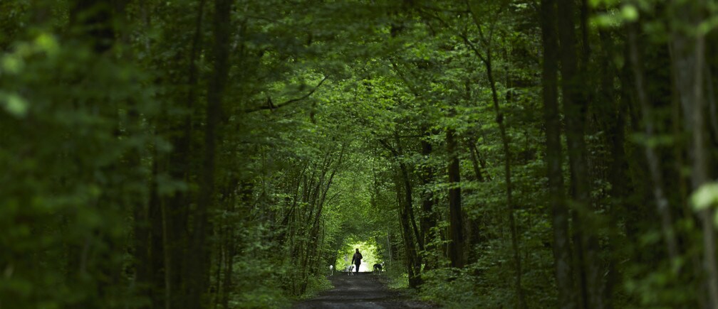 How climate change is affecting our forests