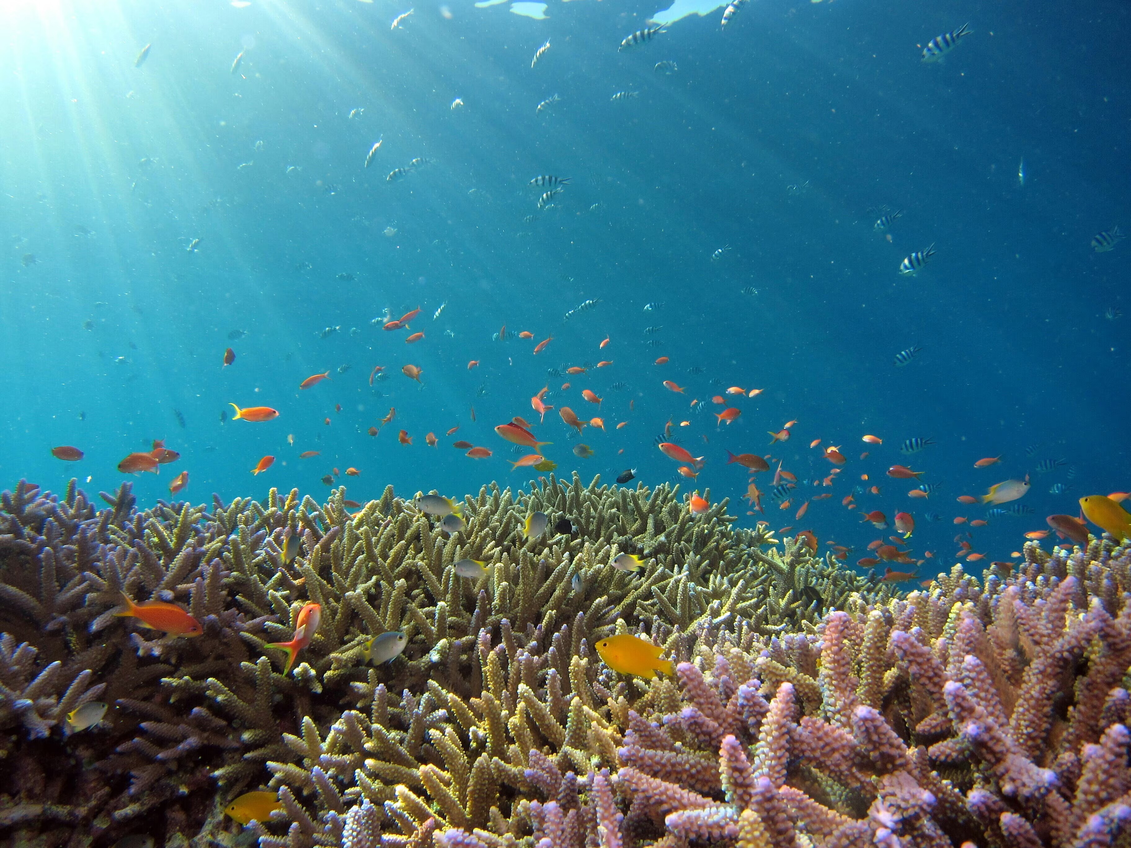熱帯魚の泳ぐサンゴ礁の海中。企業はスコープ3排出量の削減に向け、グリーン調達を主導して進める必要があります。