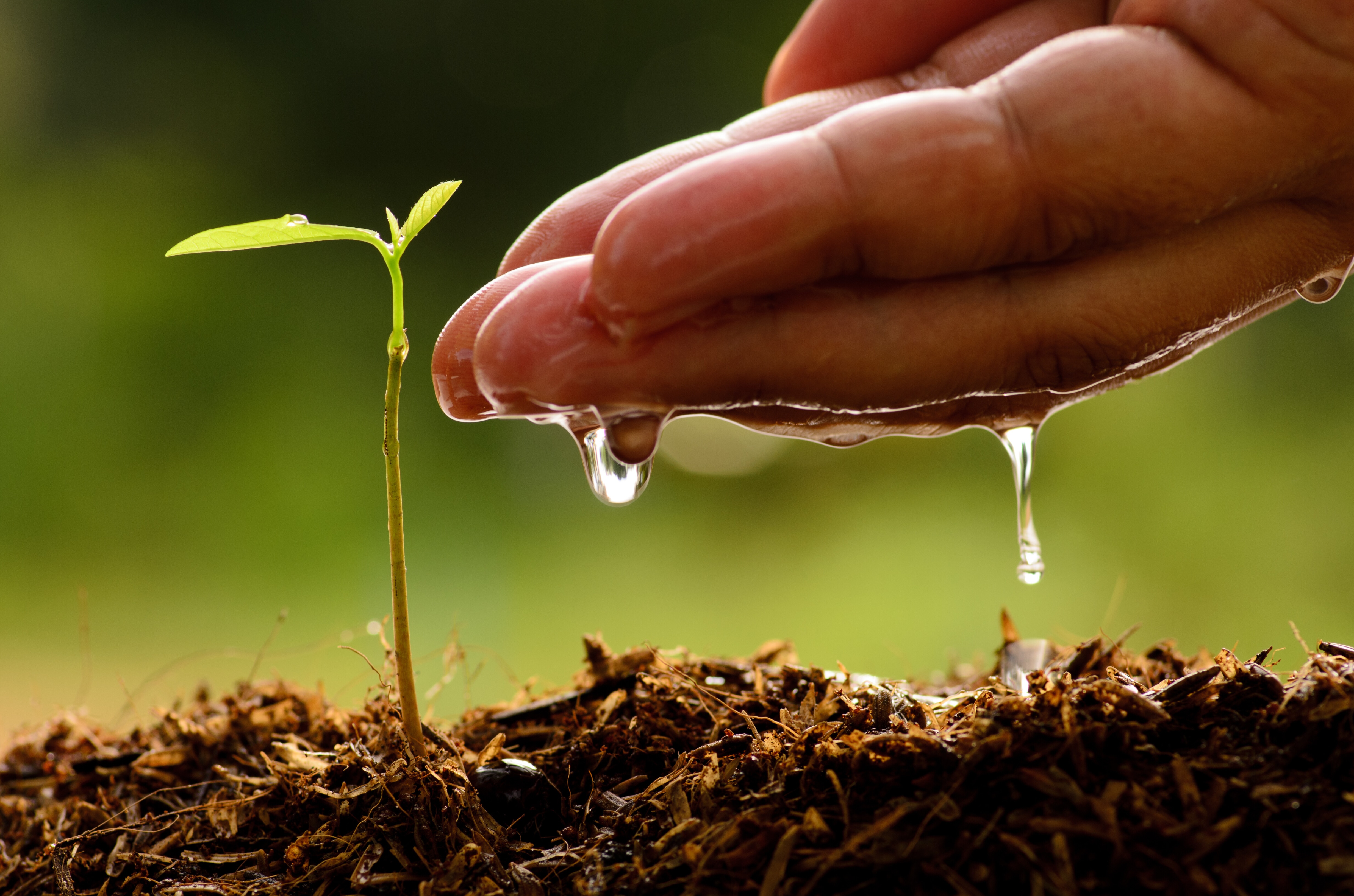 A hand, a shoot; soil; water; green; nature investment