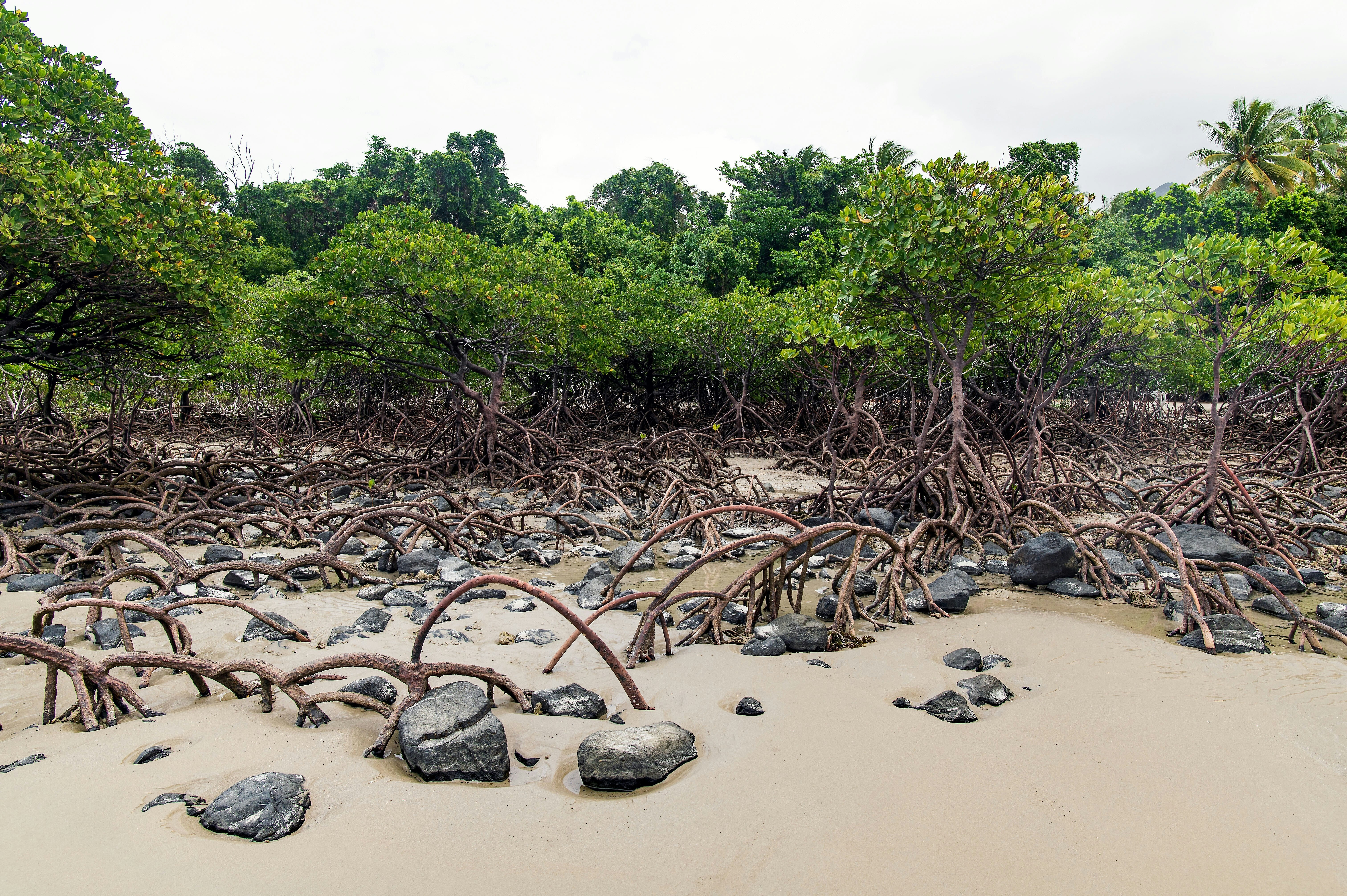 Mangrove trees are a nature-based solution to coastal flooding already being used in the Indus Delta of South Pakistan.