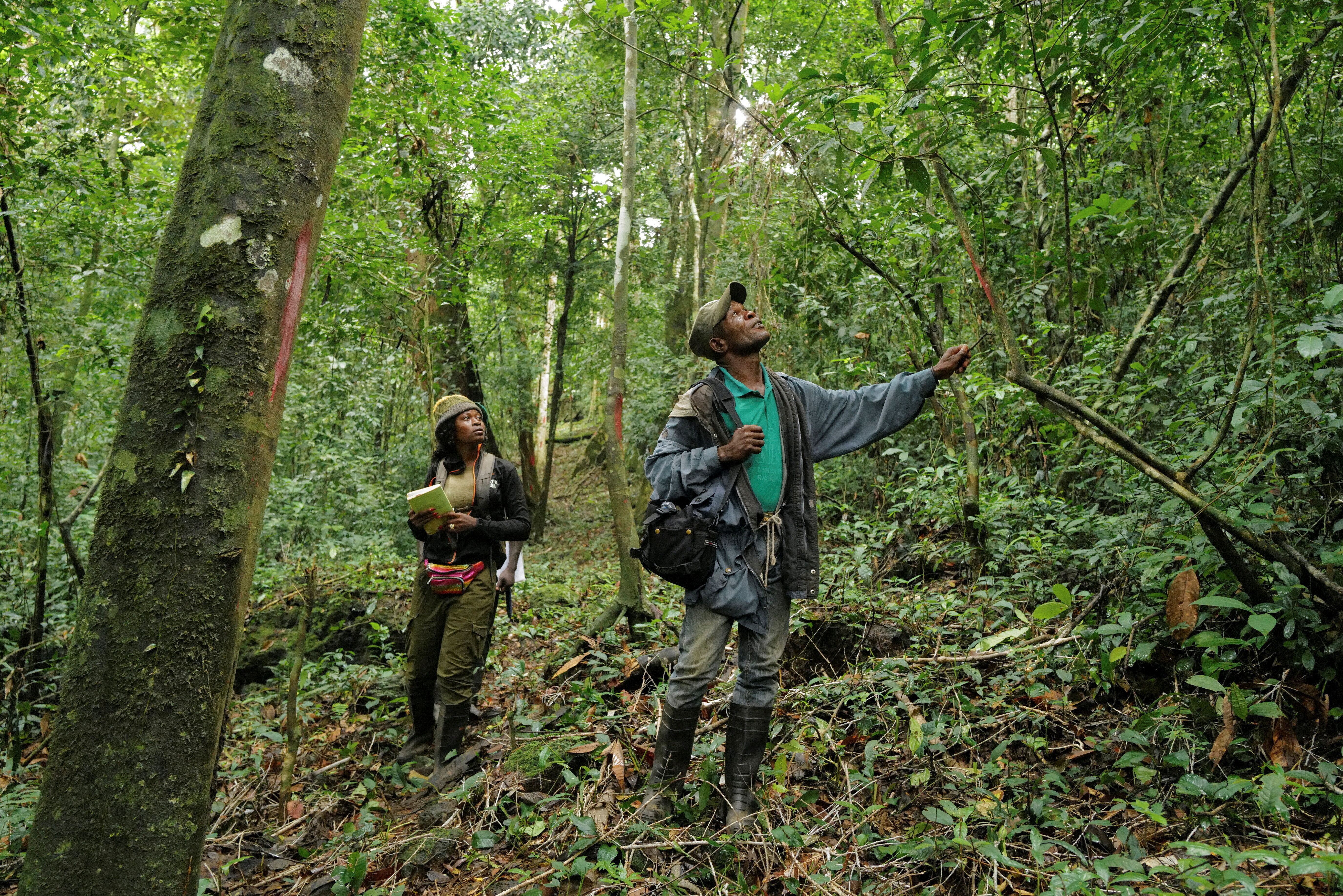 Funcionarios de un parque natural inspeccionan el bosque en el monte Nimba, Liberia.