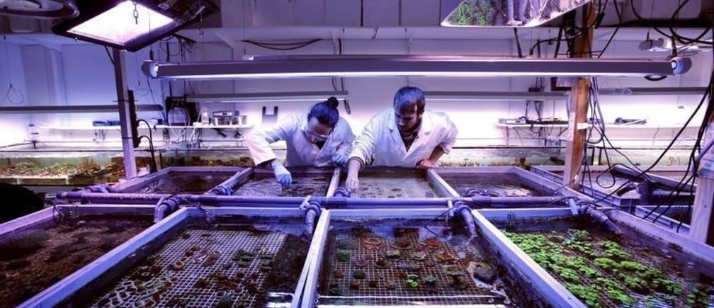 Researchers work on cultured corals at the Coral Biome sea farm in Marseille, France, February 26, 2016. Coral Biome is a biotechnology company providing cultured corals to hobbyists, public aquariums and researchers for new therapeutical targets to cure diseases such as cancer or others infectious diseases. Picture taken on February 26, 2016.  REUTERS/Jean-Paul Pelissier - GF10000325559