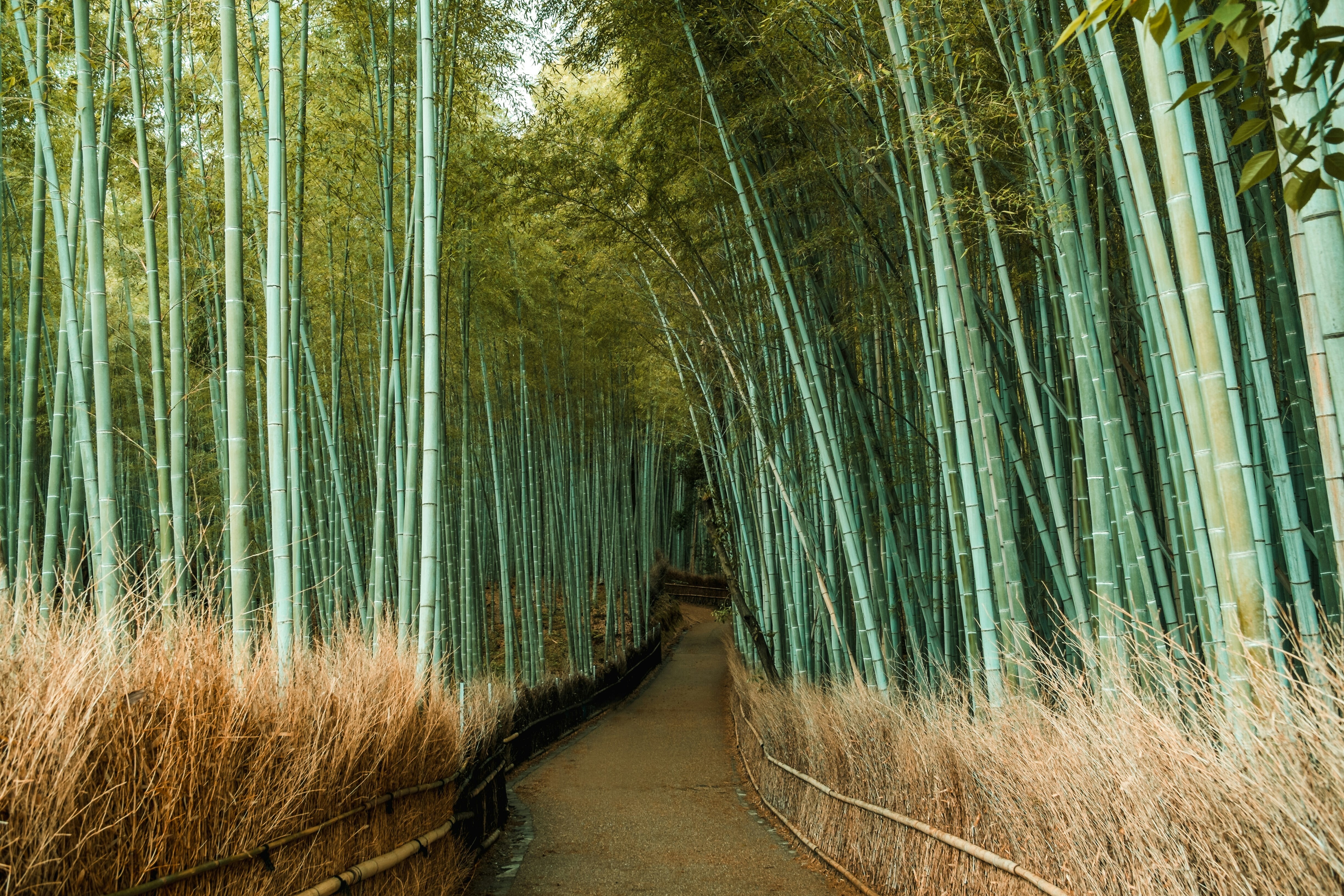 Japan is promoting a nature-positive plan as 2030 nears