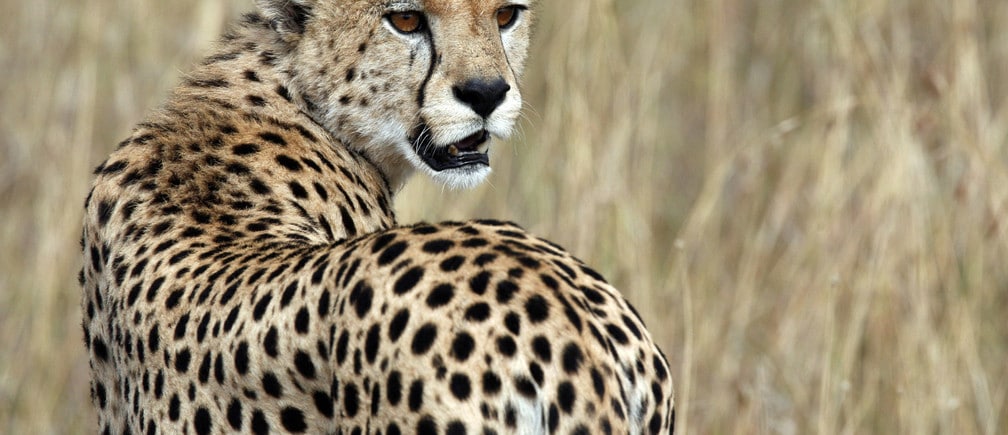 A cheetah observes the plains in Masai Mara game reserve July 24, 2008. The annual zebra and wildebeest migration is expected to attract a large number of tourists after the post-election violence when many cancelled their holidays to the country.  REUTERS/Radu Sigheti (KENYA) - GM1E47O1H1601