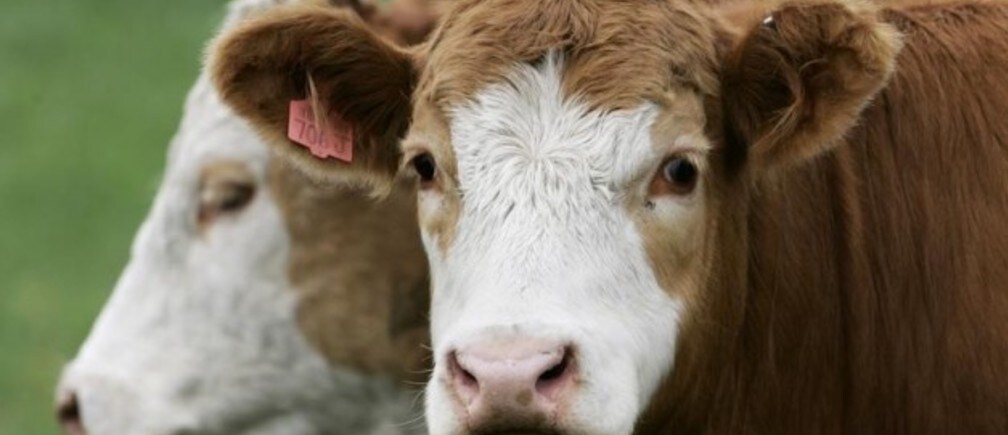 How to make meat sustainable
