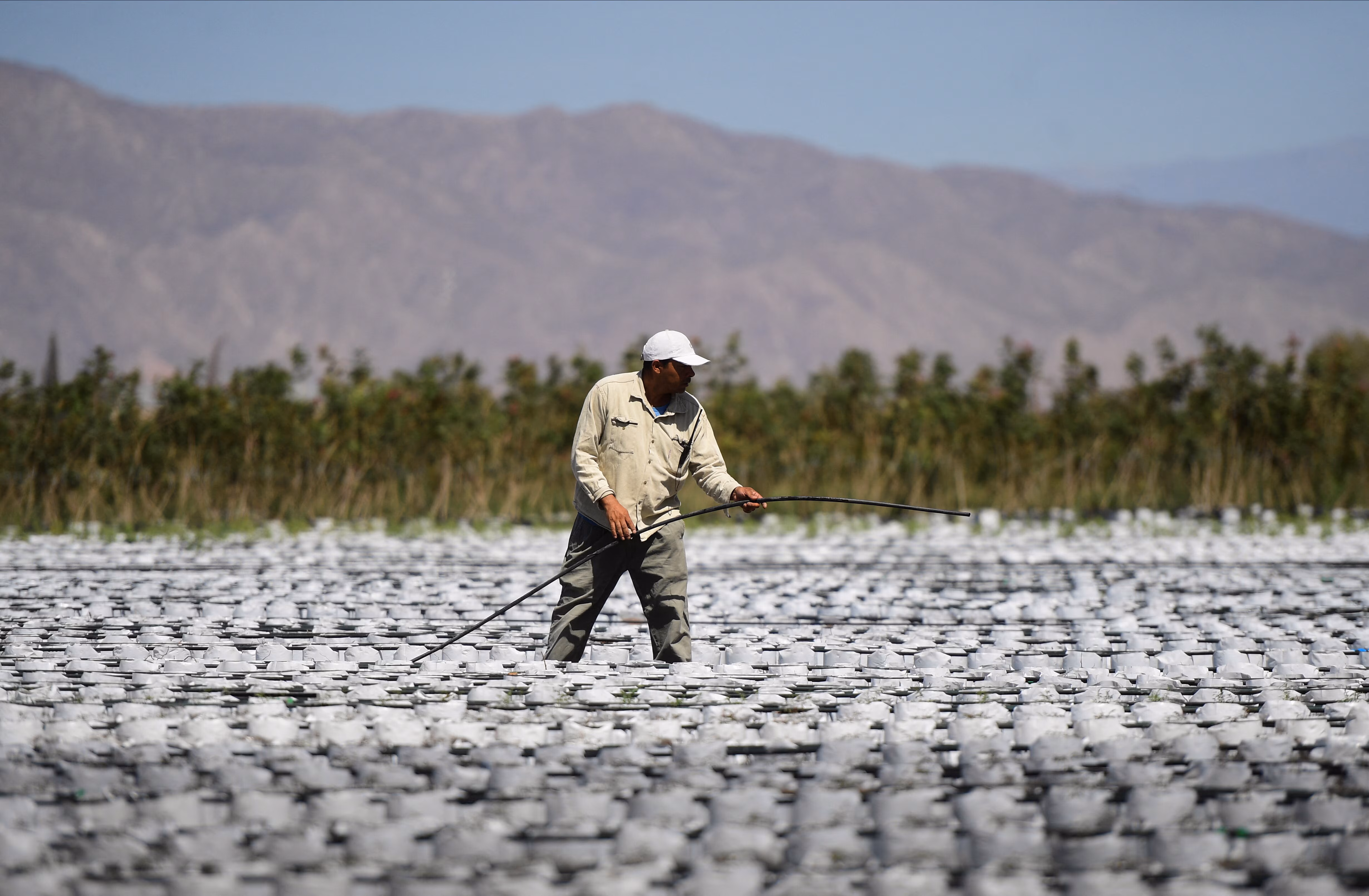 Un trabajador de Piste, una empresa familiar pionera en el cultivo de pistachos en Argentina, riega los portainjertos de pistachos en San Juan, Argentina, el 17 de noviembre de 2025. REUTERS/Ramiro Gómez