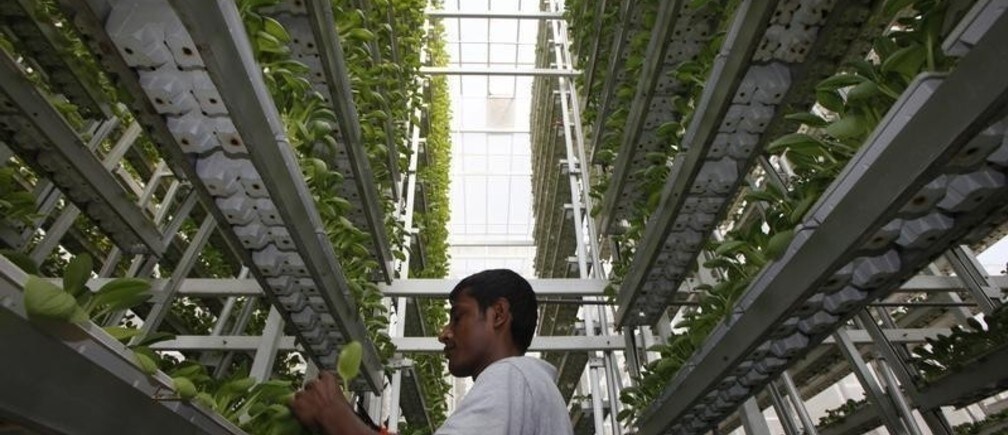 Could vertical farms feed the world?