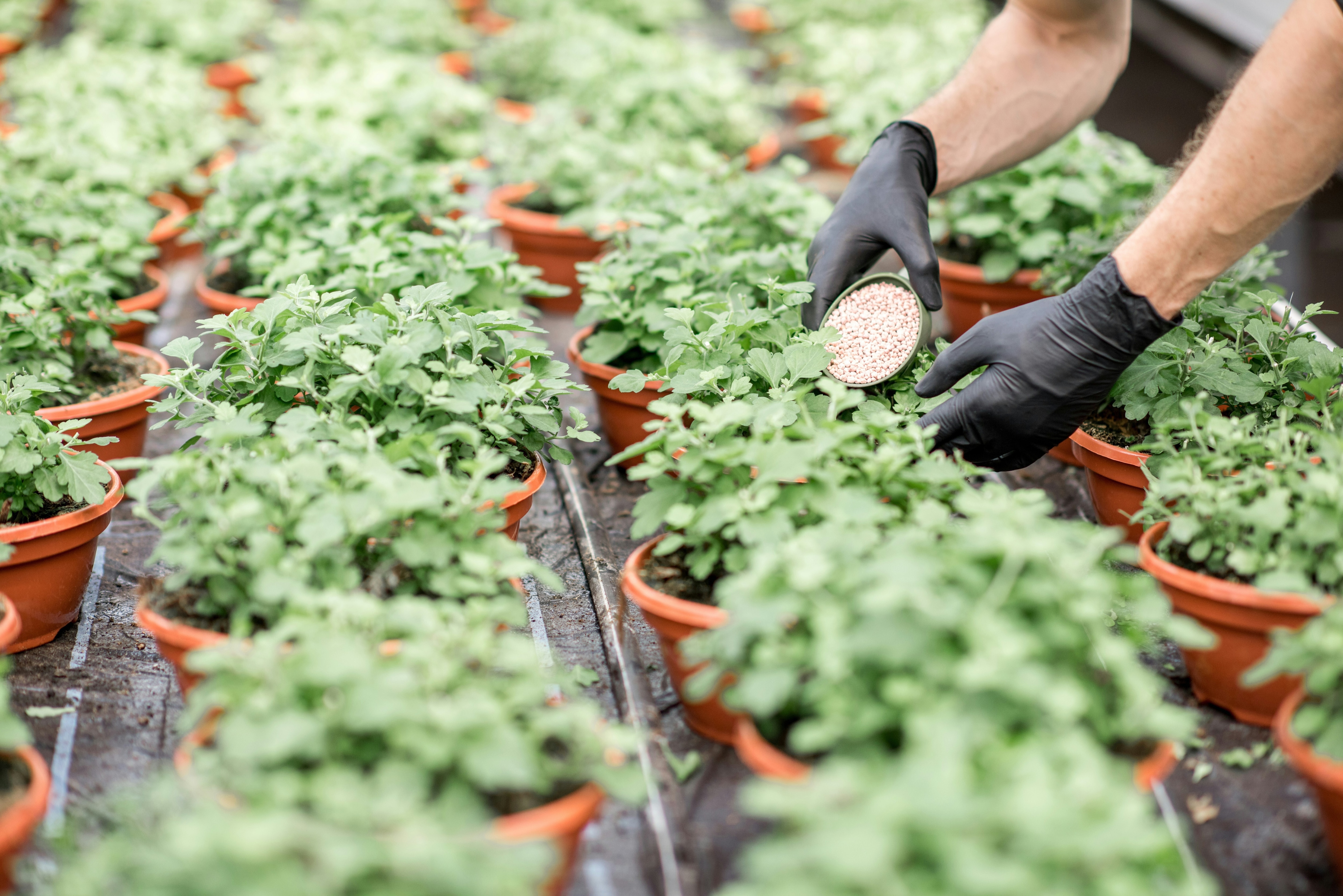 A person tends to rows of potted plants with a cup full of fertilizer: Fertilizer production can be significantly disrupted by geopolitical shifts impacting the global food supply