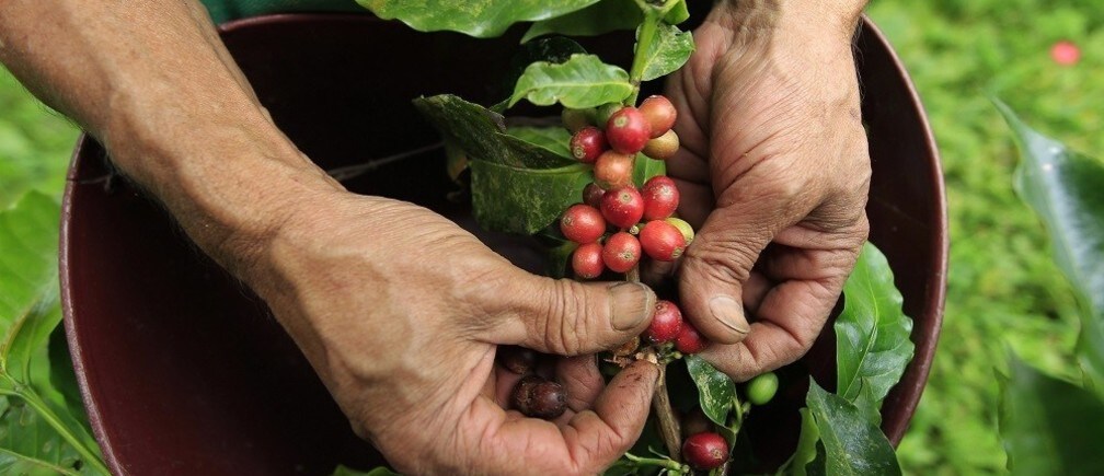 How to choose a sustainable coffee