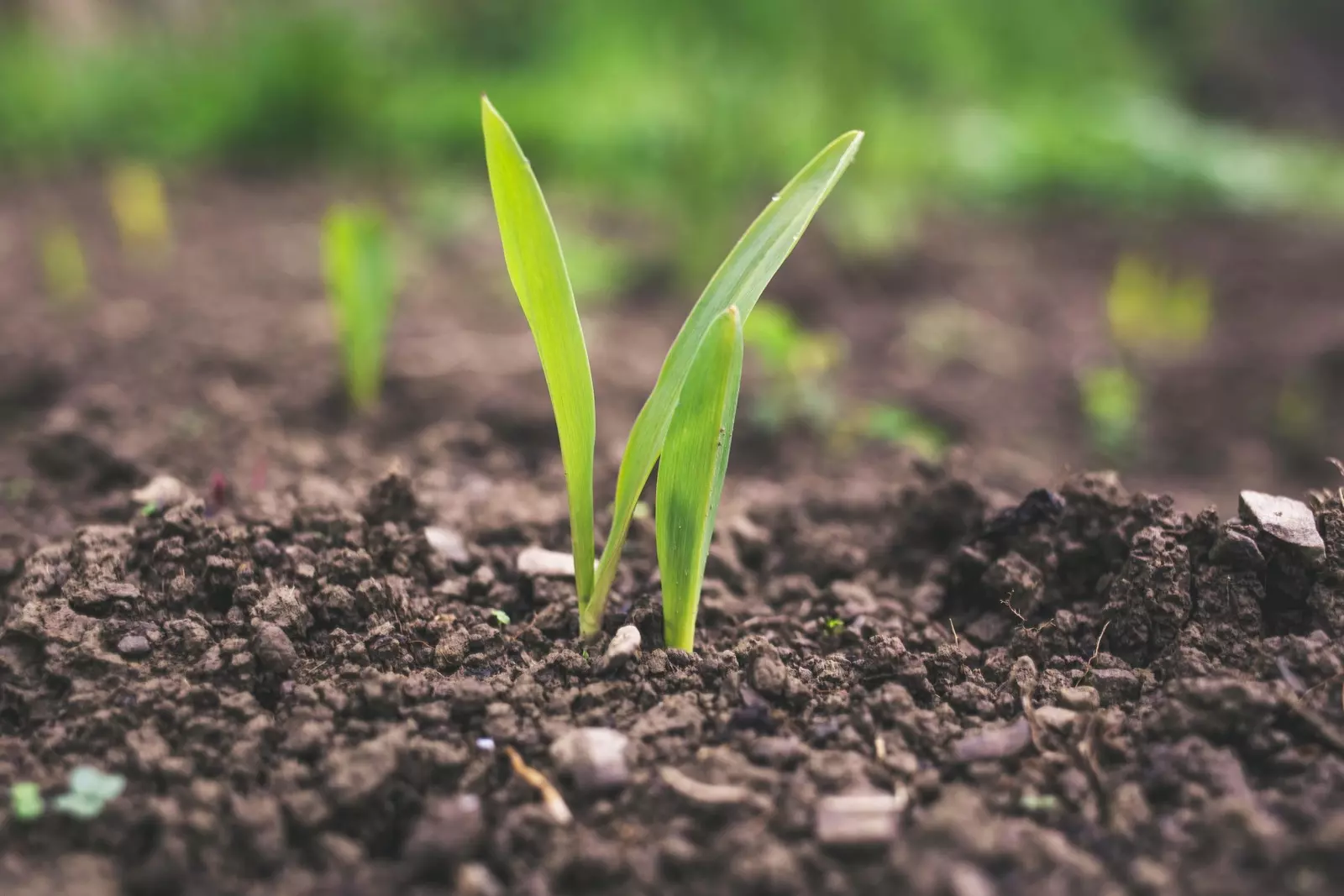 A green shoot emerges from the soil.
