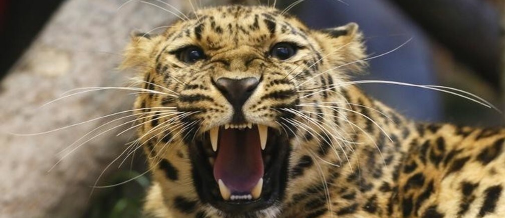 These Are The World s 19 Most Endangered Animals World Economic Forum