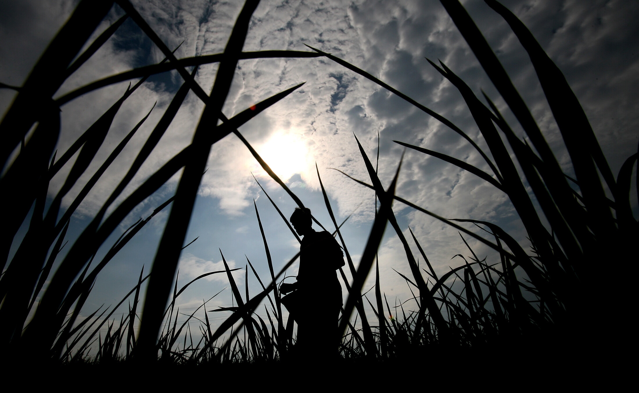 A farmer casts urea on his field in Simbhaoli town of the northern Indian state of Uttar Pradesh September 1, 2006. Picture taken September 1, 2006. REUTERS/Adnan Abidi (INDIA)