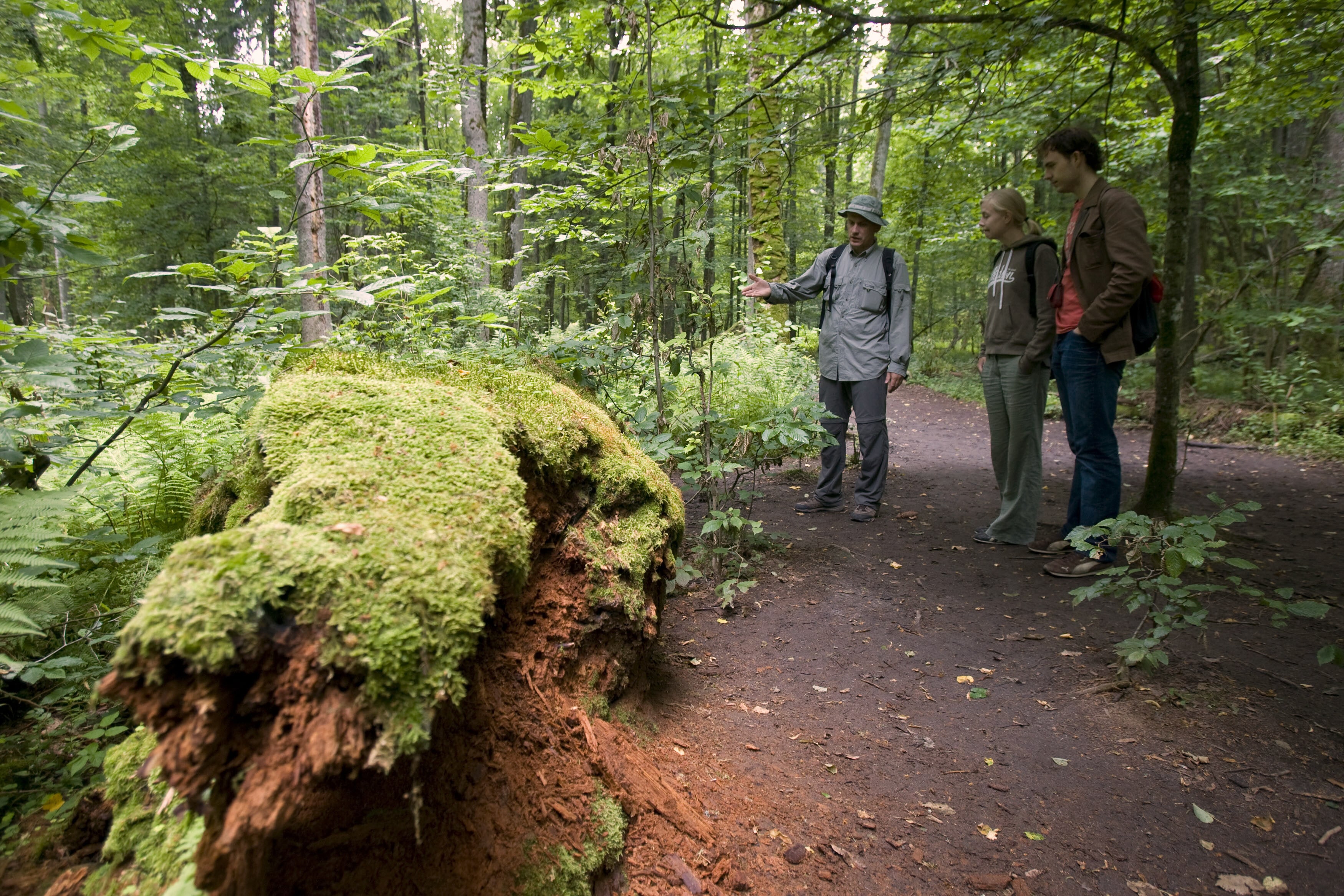 Europe's last ancient forest, the Bialowieza Primeval Forest.