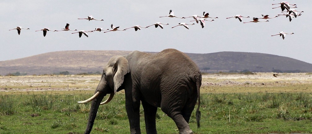 How forensic intelligence helps combat the illegal wildlife trade
