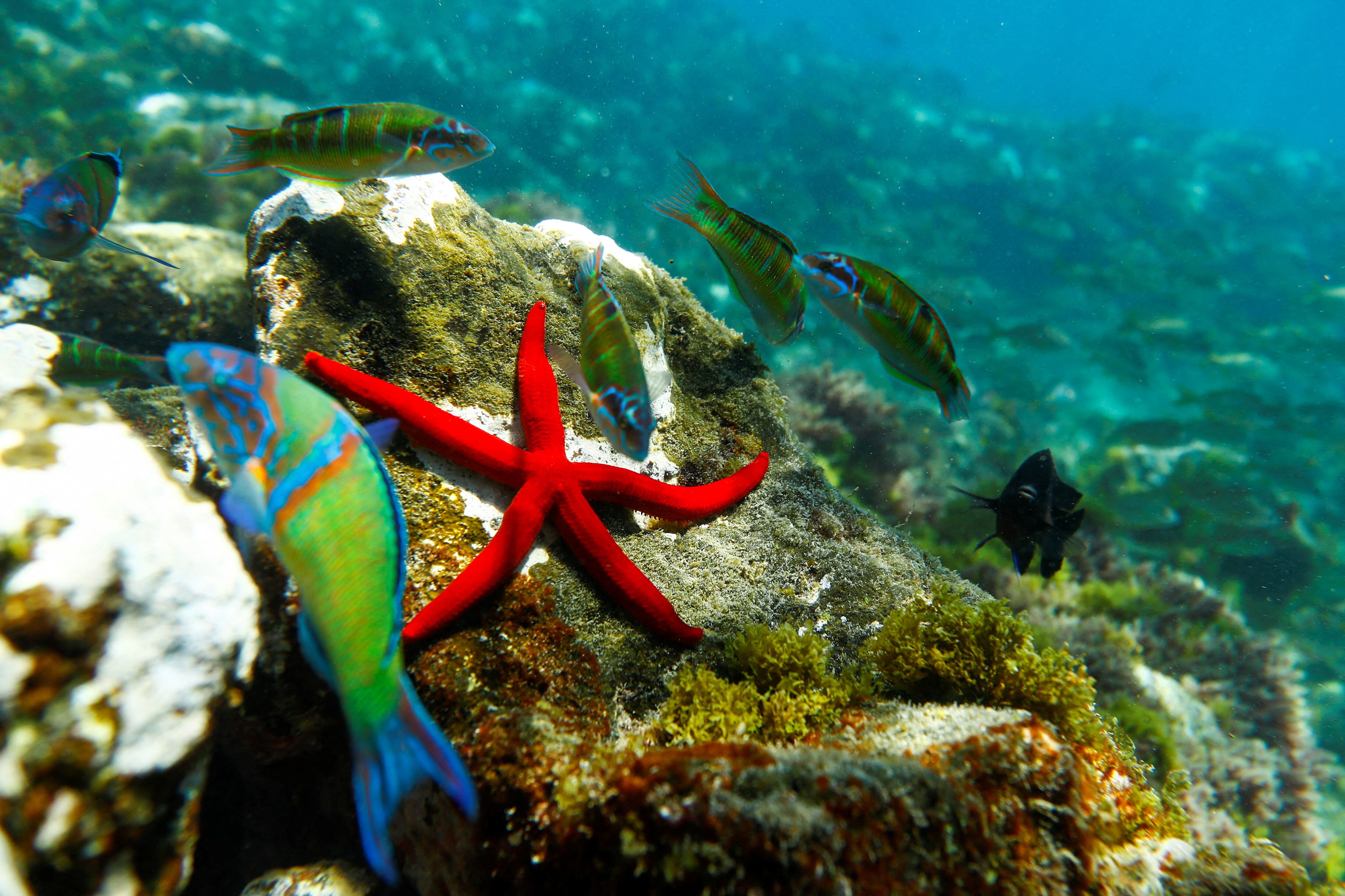 A starfish is pictured together with several fish on the Arinaga beach, in the island of Gran Canaria, Spain April 29, 2023: We must protect around 20% more of the ocean to meet 30x30 targets