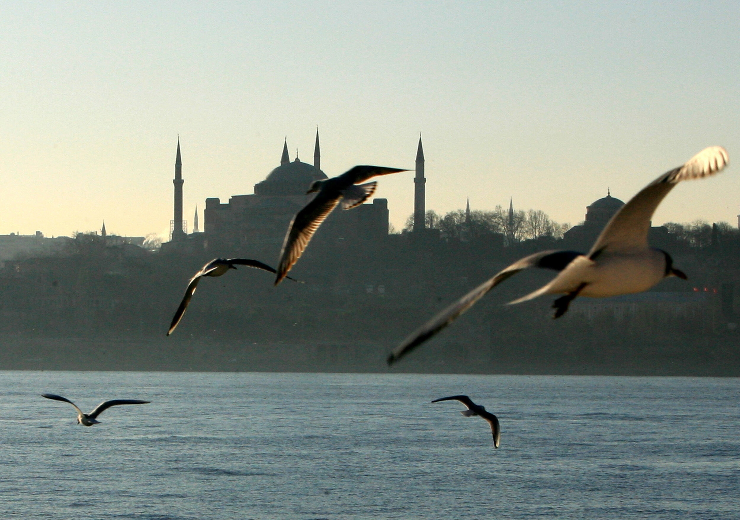 Seagulls fly over the Bosphorus straits in Istanbul March 4, 2006. In the background is the sixth century Byzantinian monument of St. Sofia (Ayasofya).