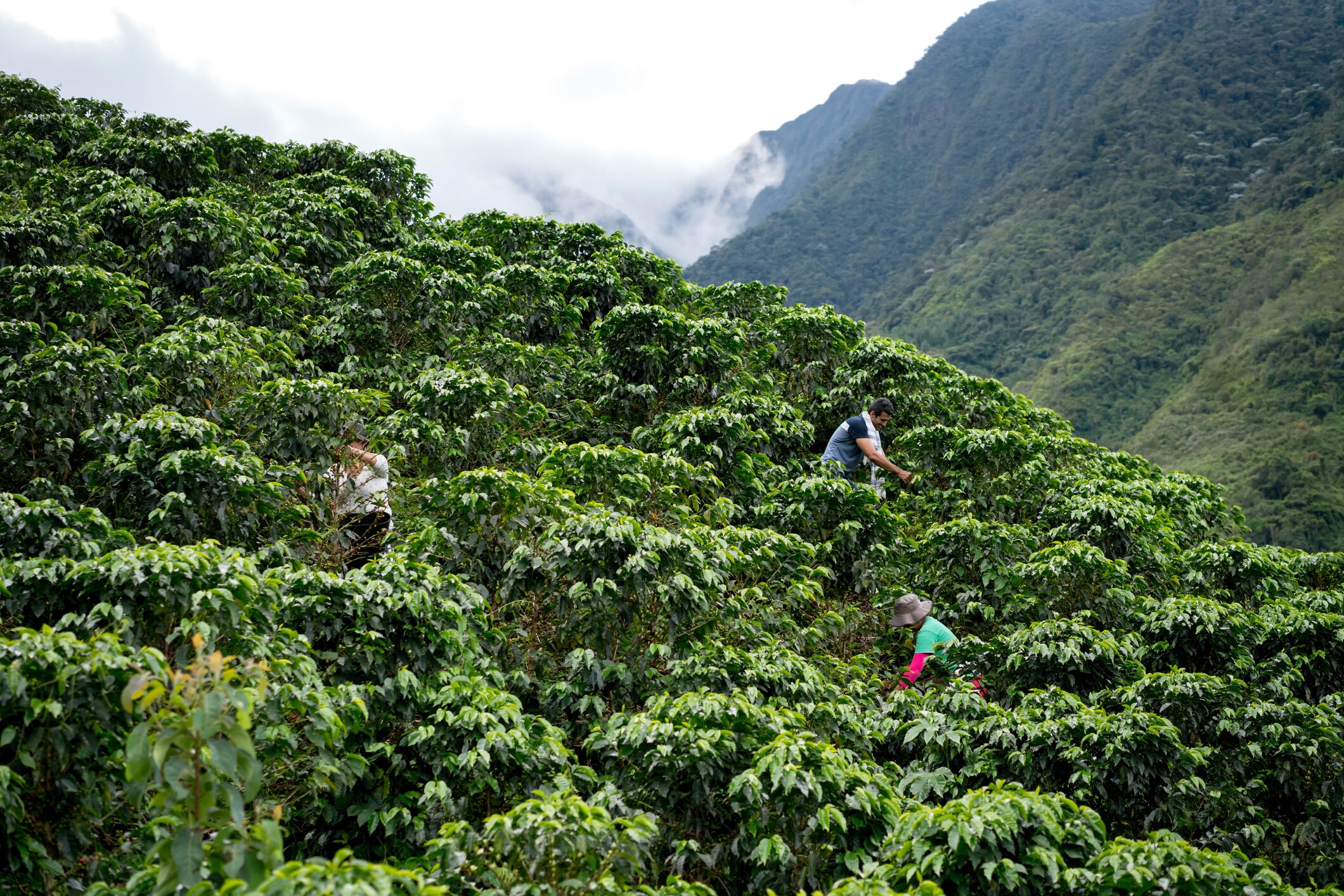 Group of Colombian farmers collecting coffee beans at a farm and harvesting the crop; food systems