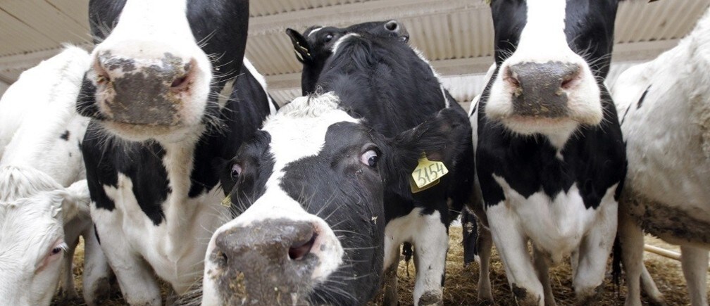 Why you should be eating less meat