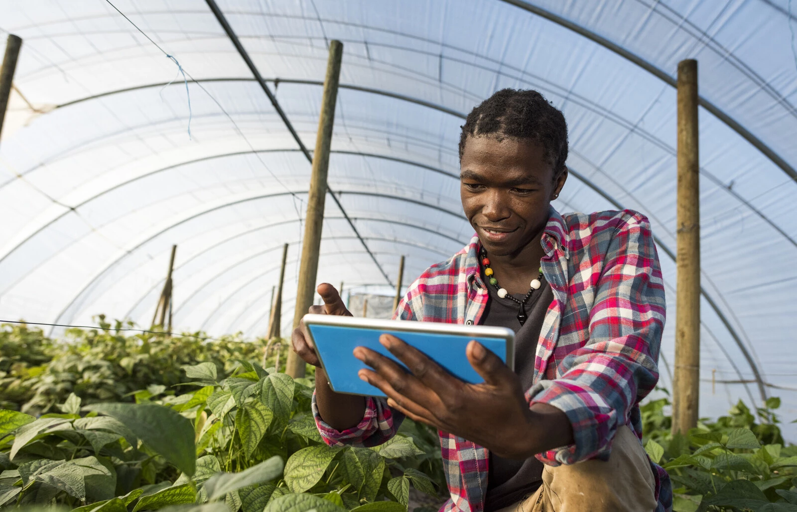 A farm worker uses a tablet.
