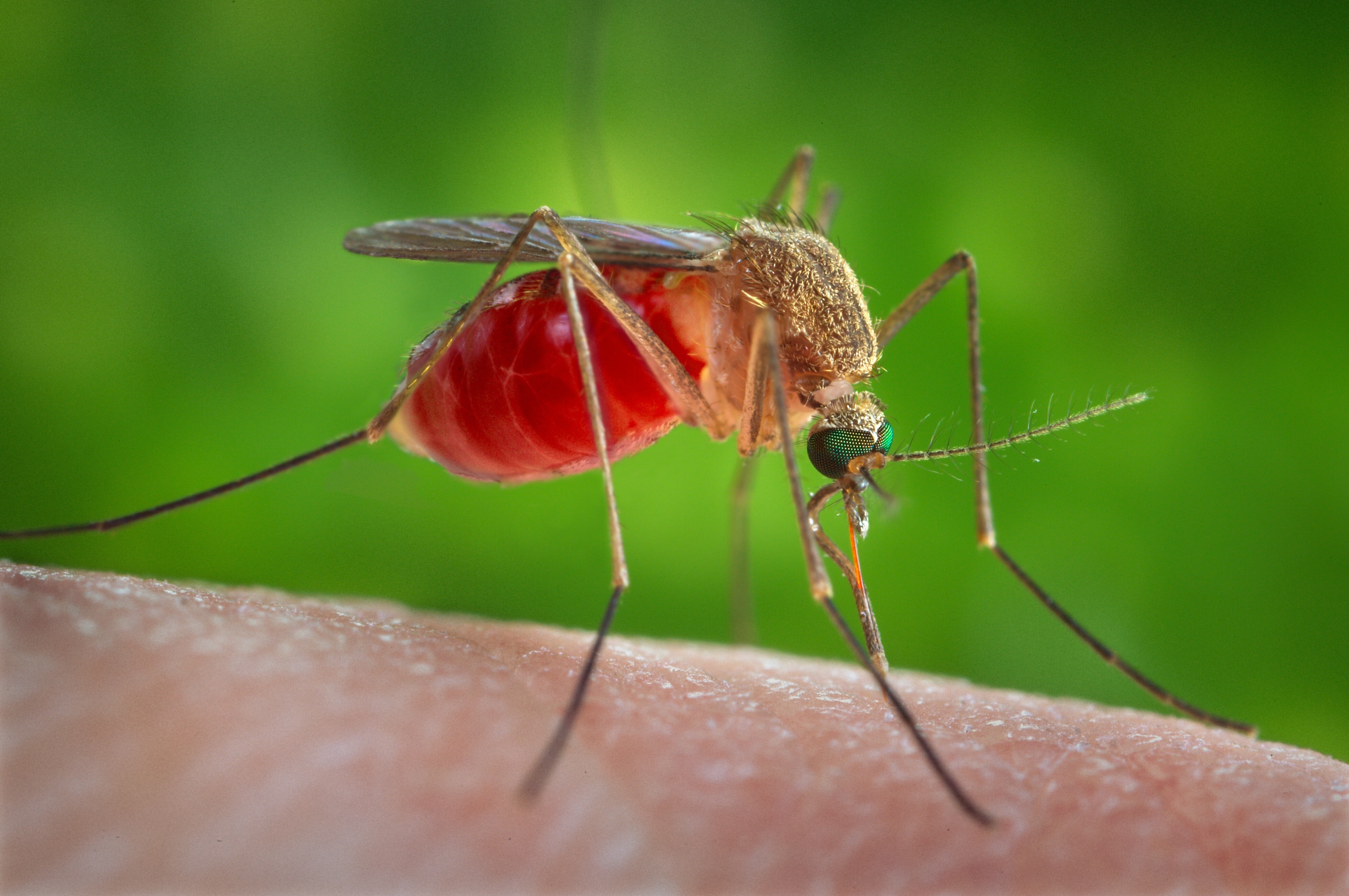 A Culex quinquefasciatus mosquito is seen on the skin of a human host in this 2014 picture from the Center for Disease Control.