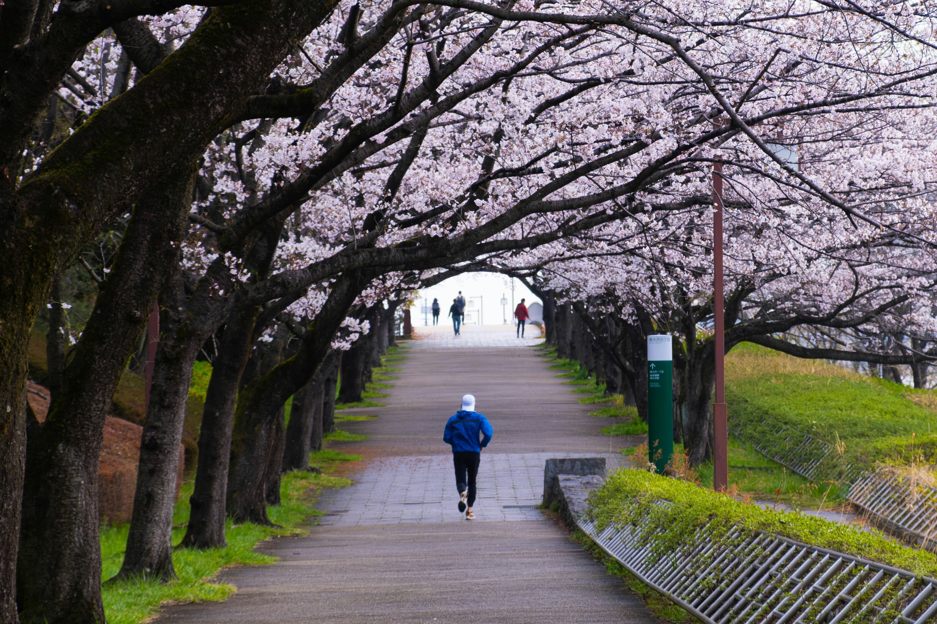 Minami-Ōsawa, Hachioji, Tokyo, Japan. Man jogging under cherry blossom arch, exercise.
