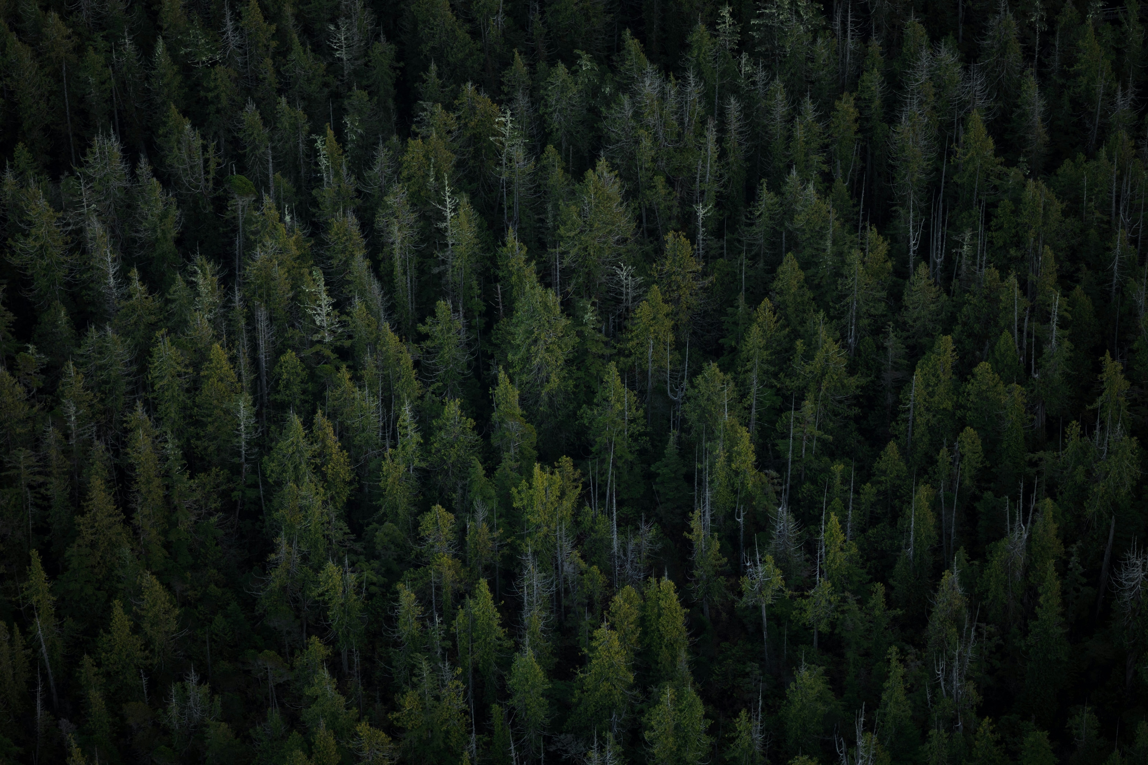 An aerial view of forests: Natural climate solutions have already locked away vast amounts of carbon