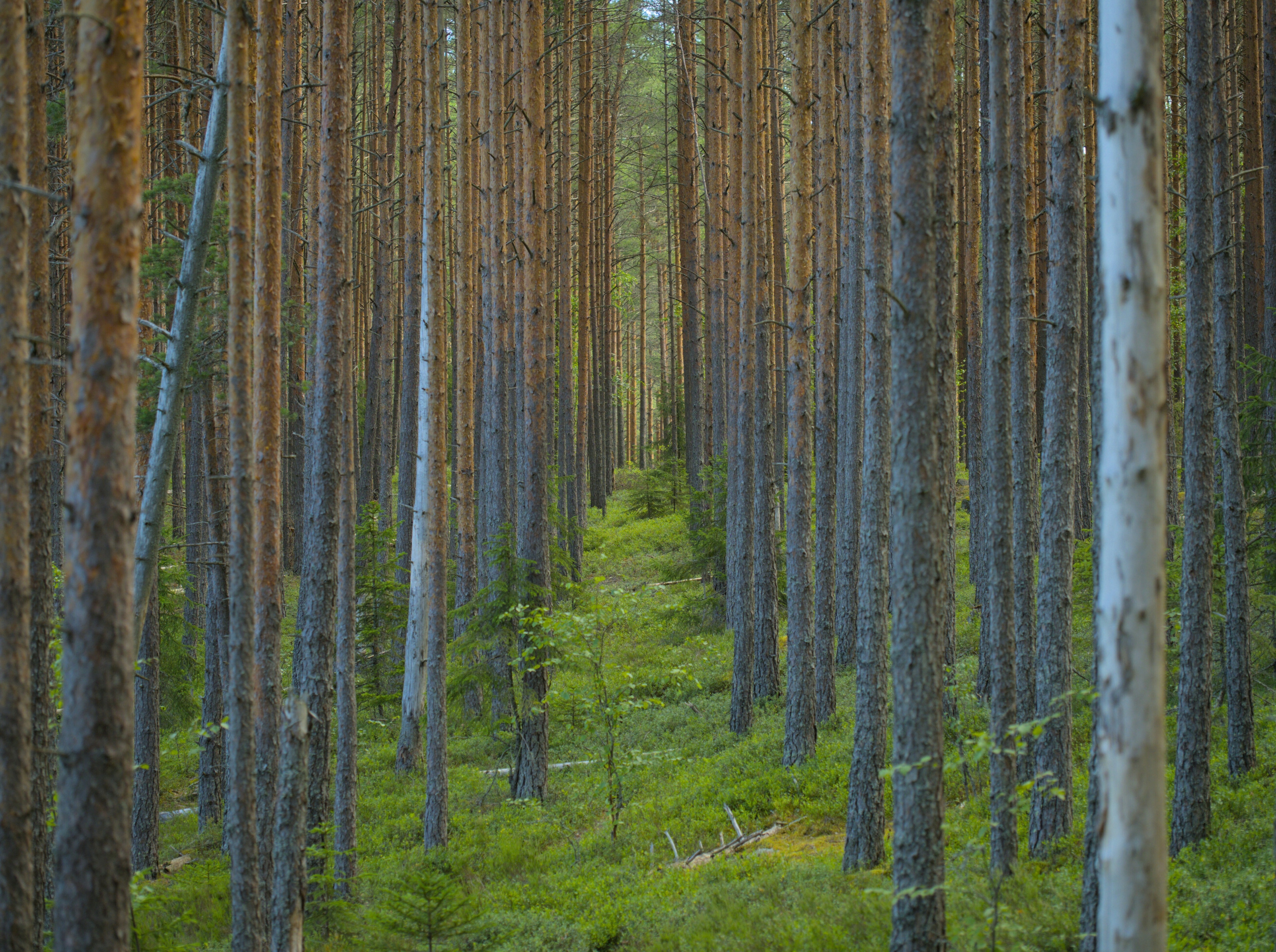 A forest in Finland: Forests are now emitting more carbon than they absorb