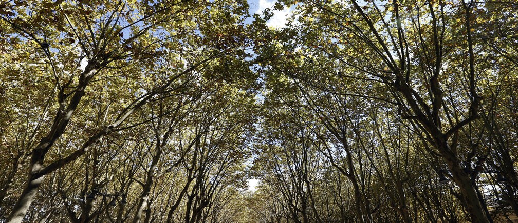 Can trees really cool down cities?