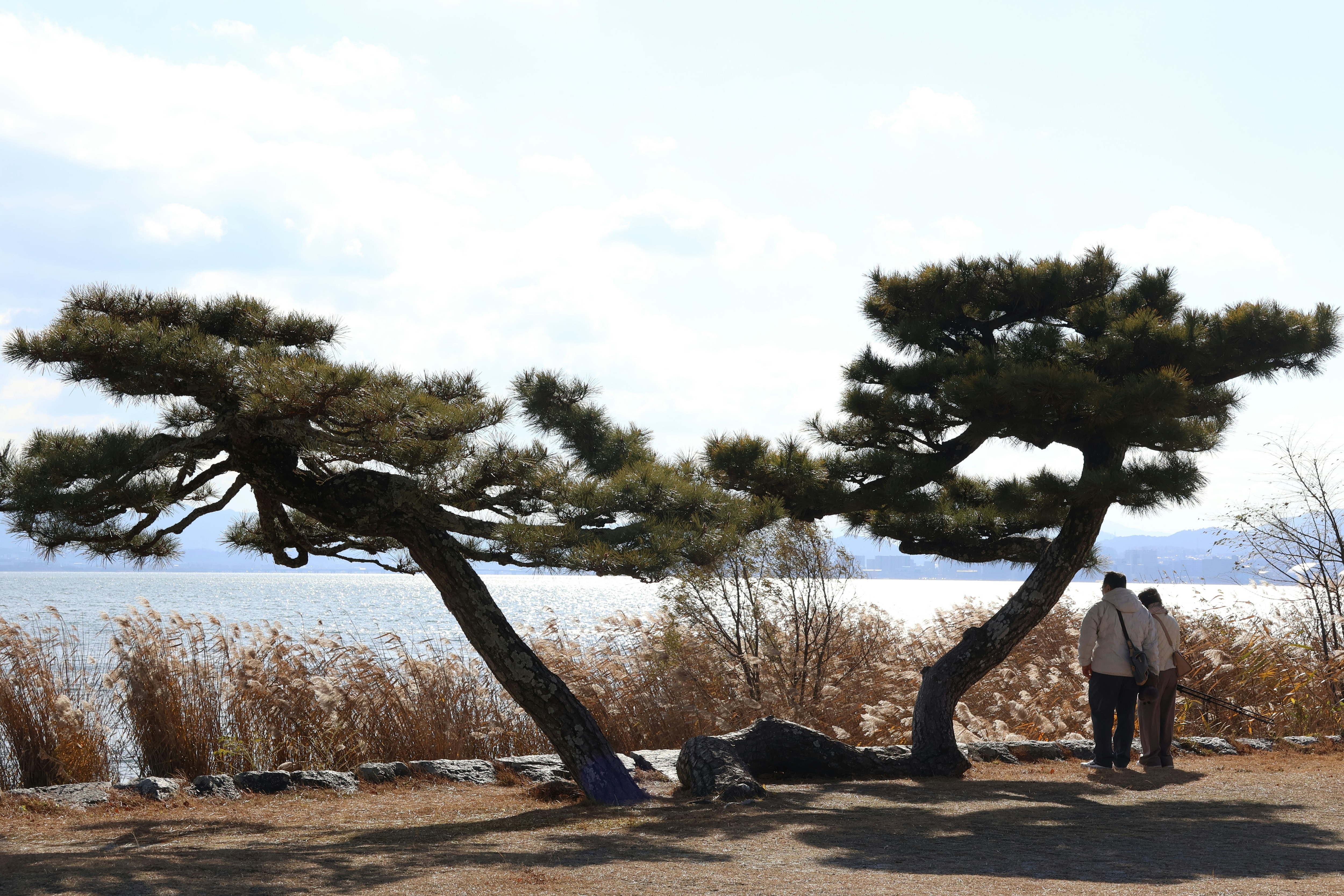 Two people stand under a tree looking out over Lake Biwa.