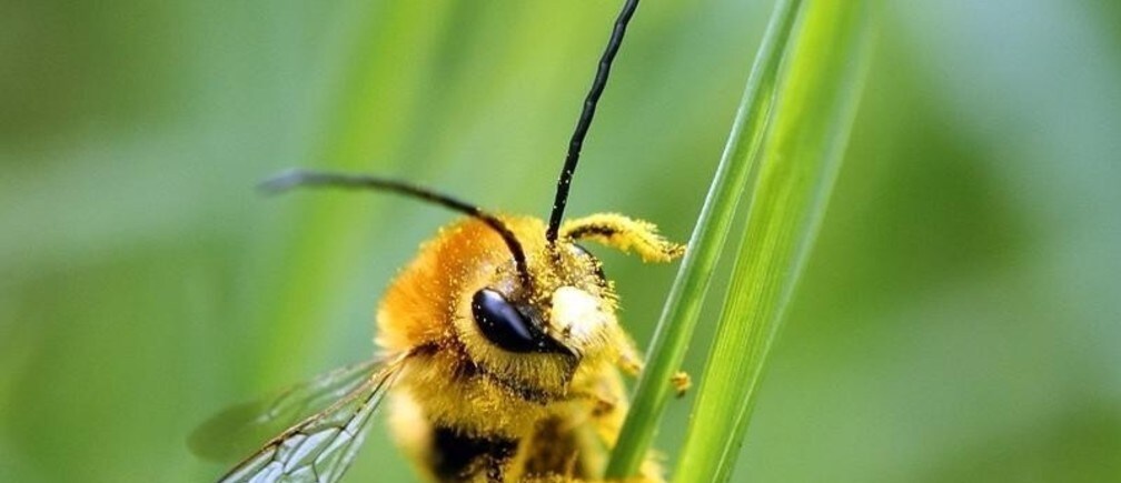 Is climate change to blame for the decline of bees?