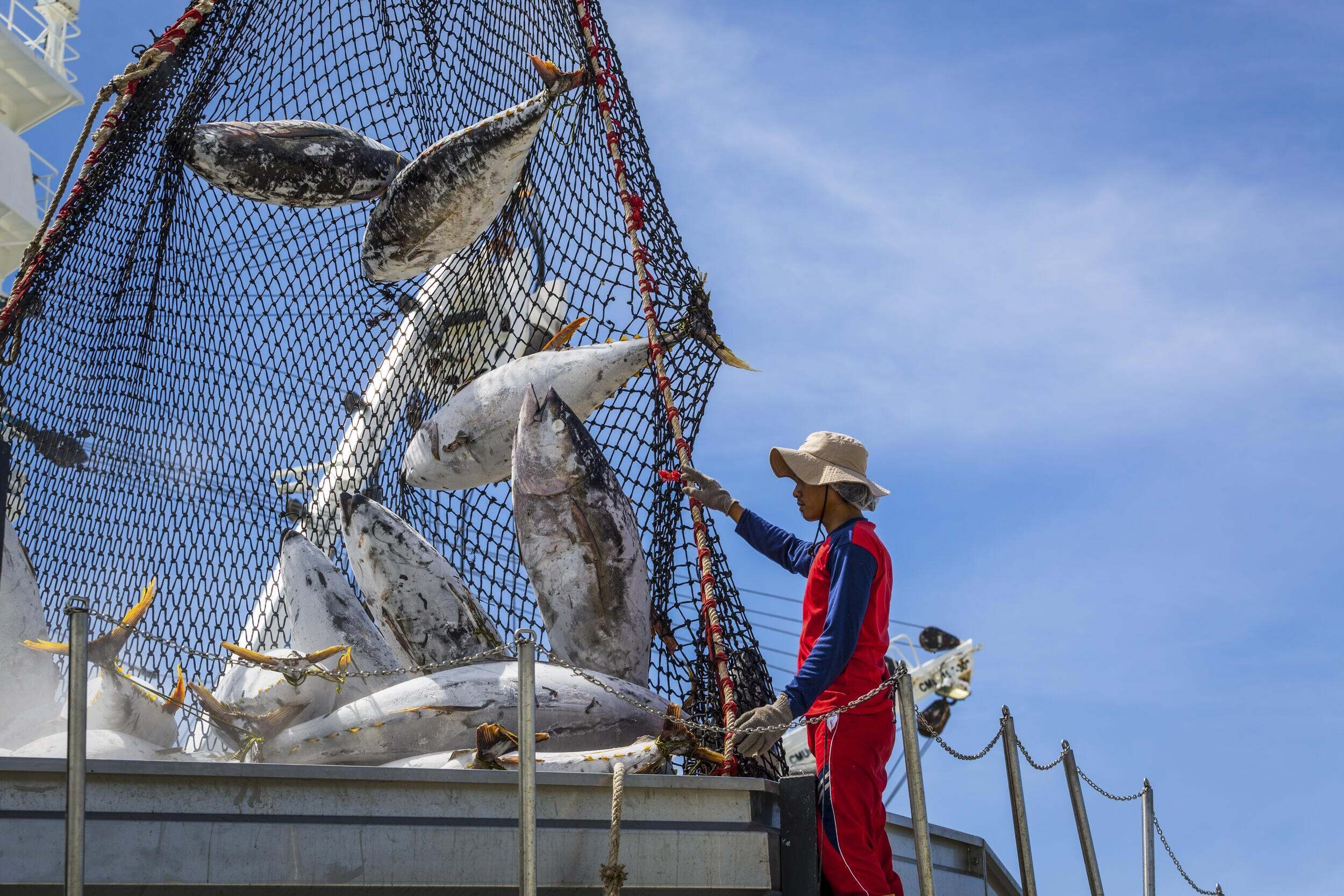 AI: Unloading frozen yellowfin tuna (Thunnus albacares) from the Dolomieu (La Reunion) in Victoria, MahÃ© Island, Seychelles. Industrial commercial fishing is one of the primary industries driving the Seychelles's economy.