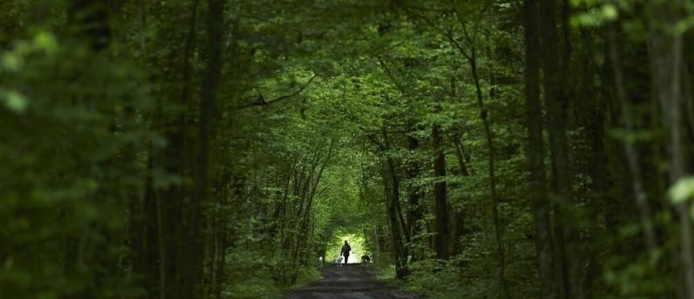 Logging off: is the end of deforestation in sight?