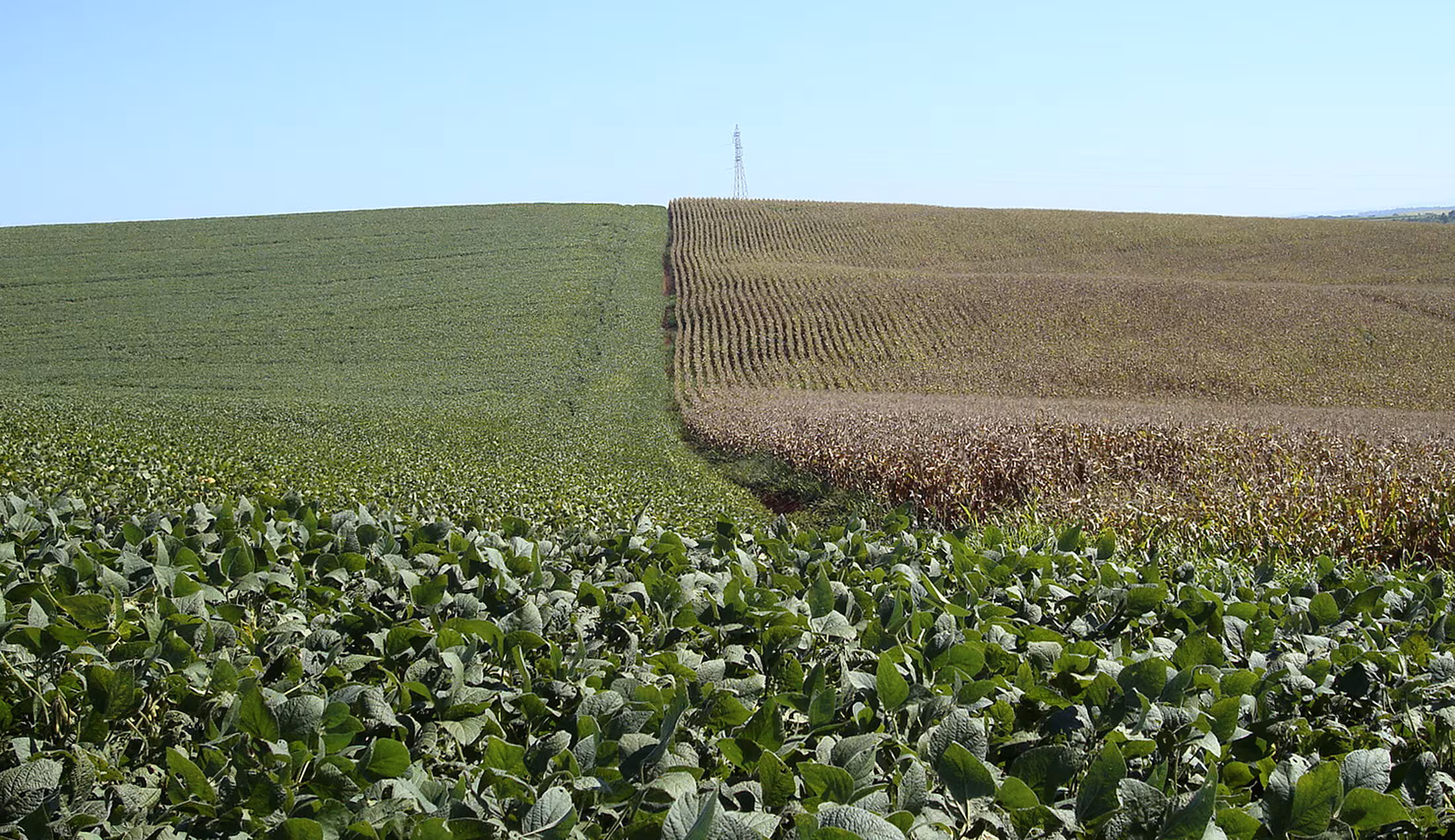 Campos de maíz (derecha) y soja (izquierda) vistos uno al lado del otro en Cruz Alta, estado de Rio Grande do Sul, el 27 de febrero de 2008.