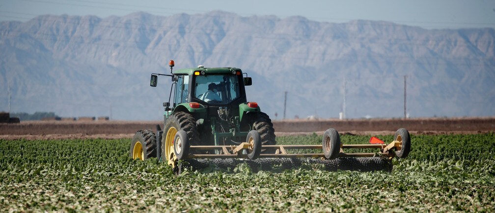 Un agricultor californiano arando la lechuga de nuevo en la tierra, abril de 2020
