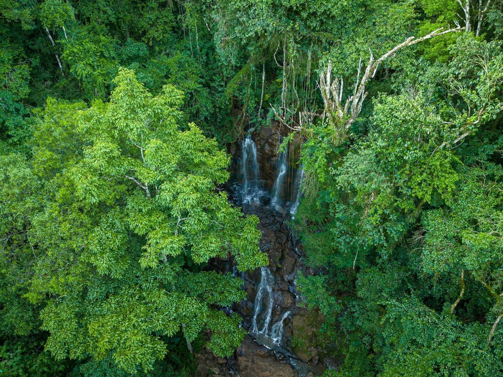 Área verde y frondosa de la Mata Atlántica en el sur de Brasil.