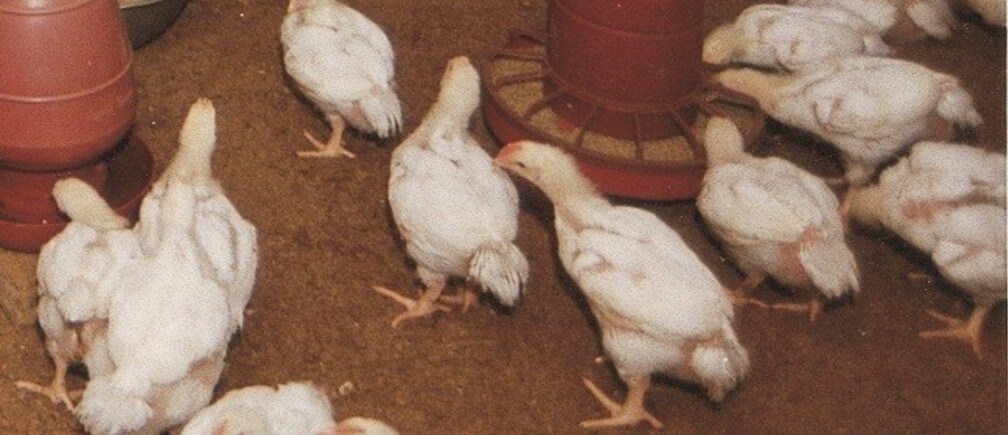 Un mundo feliz y valiente, un pollo valiente
