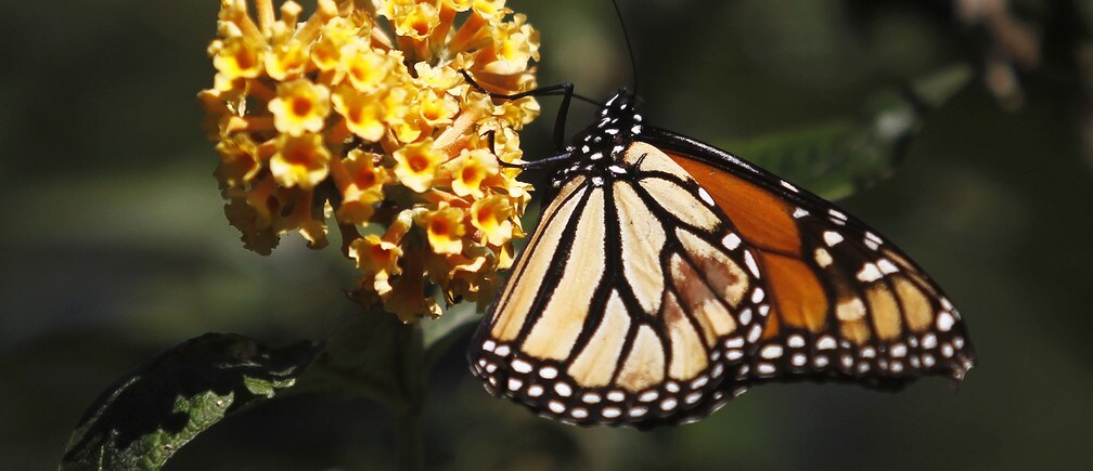 Will the Monarch butterfly survive this winter?