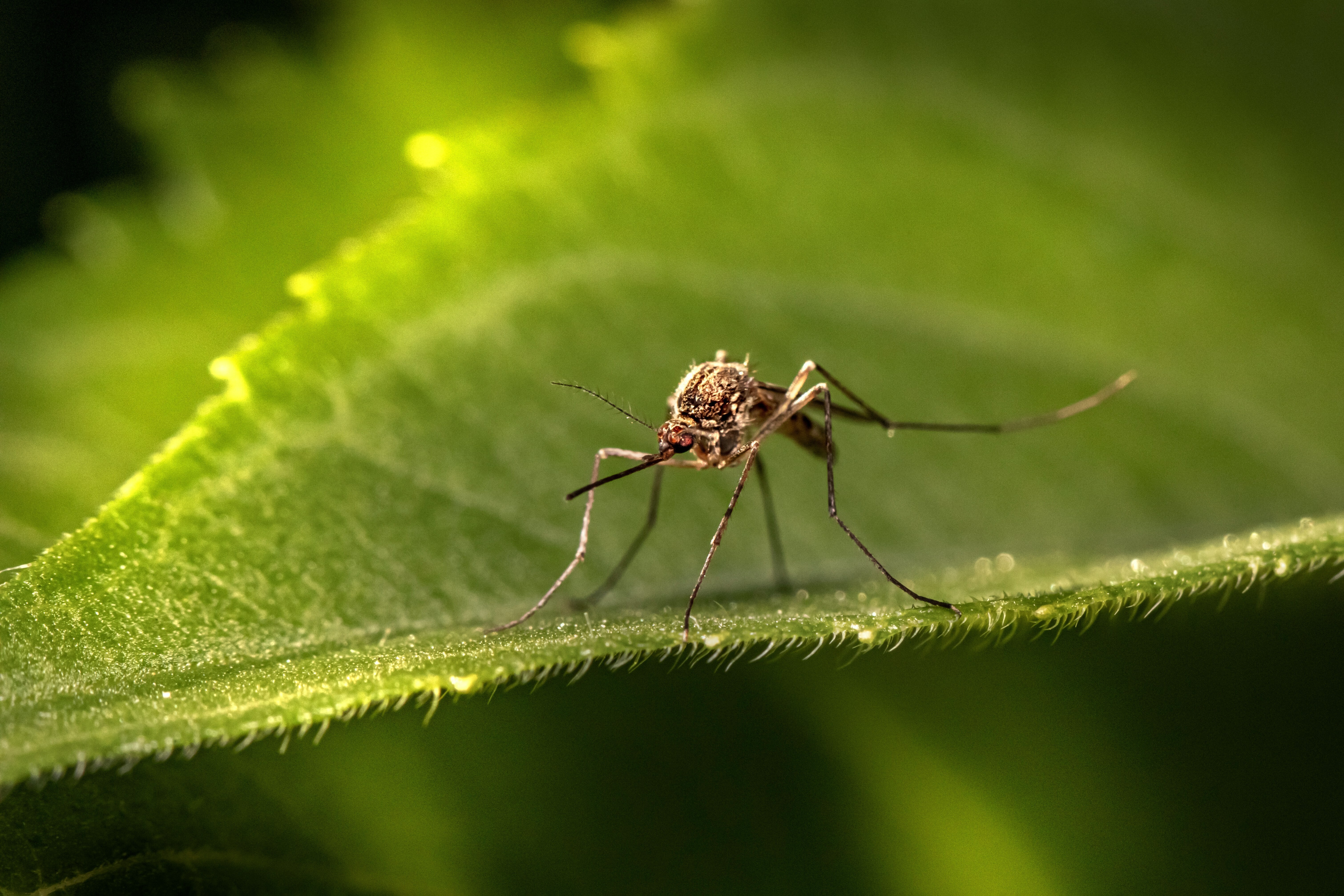 Mosquito on a leaf; malaria elimination.