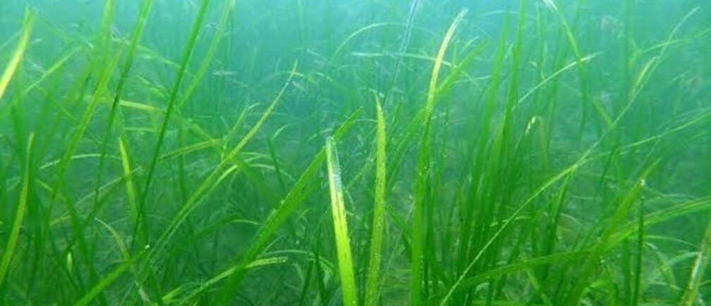 Why we need to save seagrass