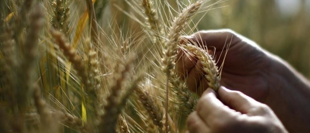 Will biotechnology provide food security?
