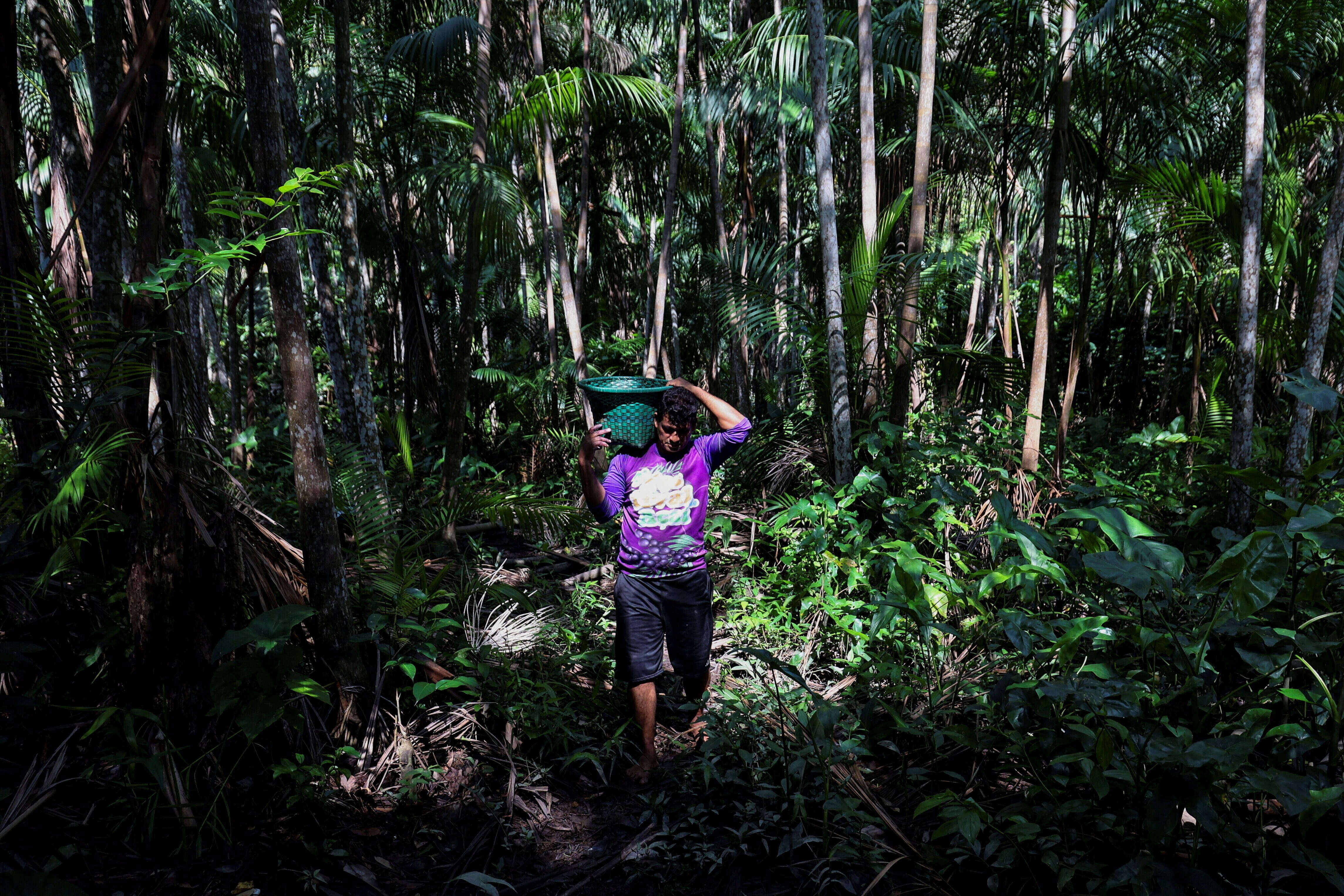 Amorim Teixeira, un agricultor, carga bolsas llenas de bayas de açaí de la Amazonía en su finca, en medio de las imposiciones del presidente de Estados Unidos, Donald Trump, de aumentar los aranceles de importación de productos brasileños hasta un 50 %, en Belém, estado de Pará, Brasil, el 11 de agosto de 2025. REUTERS/Anderson Coelho