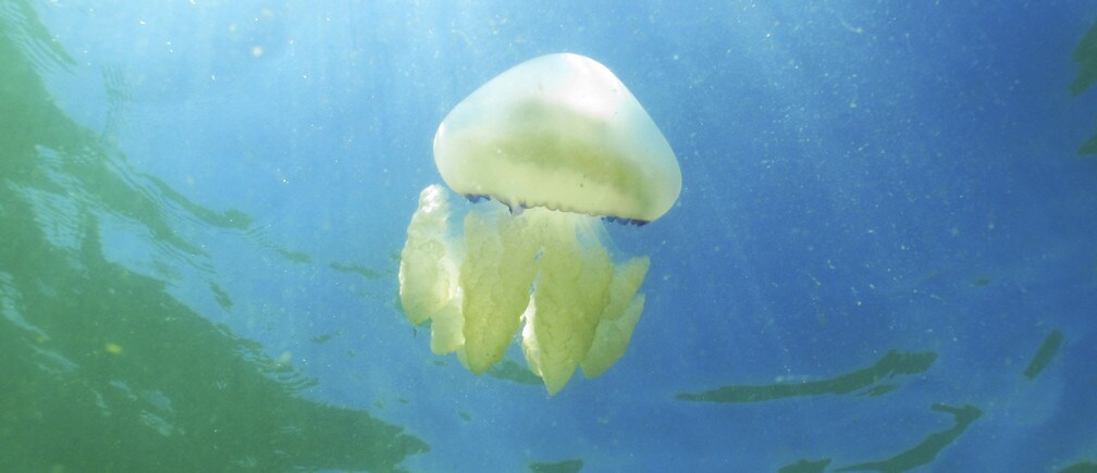 Why the ocean ecosystem is so sensitive to climate change