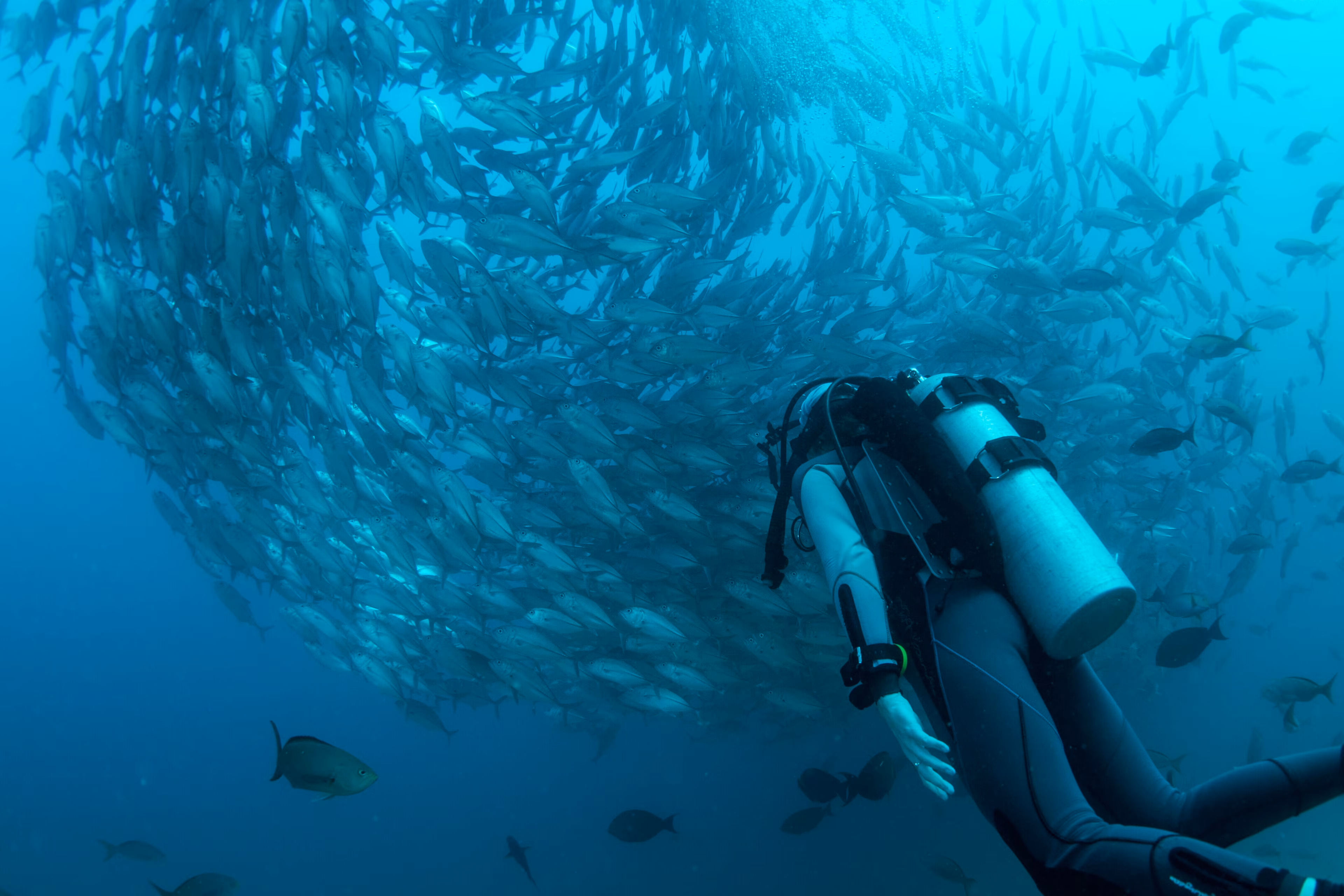 Un arrecife de coral.