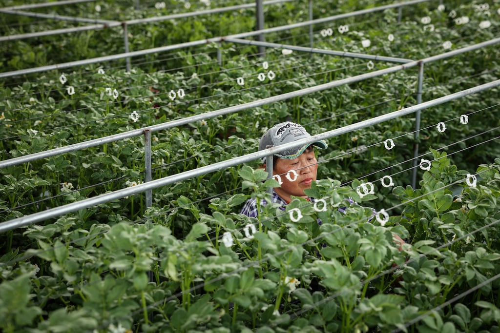 A Chinese vertical potato farm, one of the climate-related sectors the government is aiming to promote.