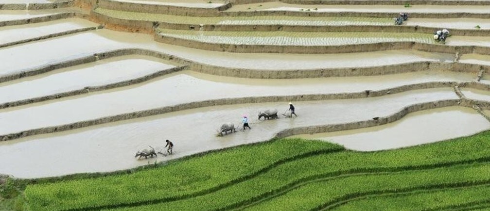 Cinco formas de impulsar la agricultura en Asia Oriental