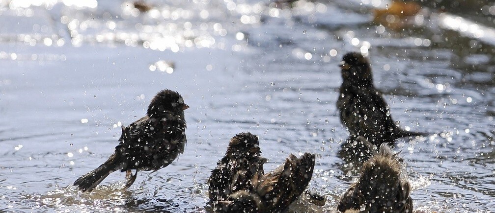 Could birdsong help us cure stuttering?